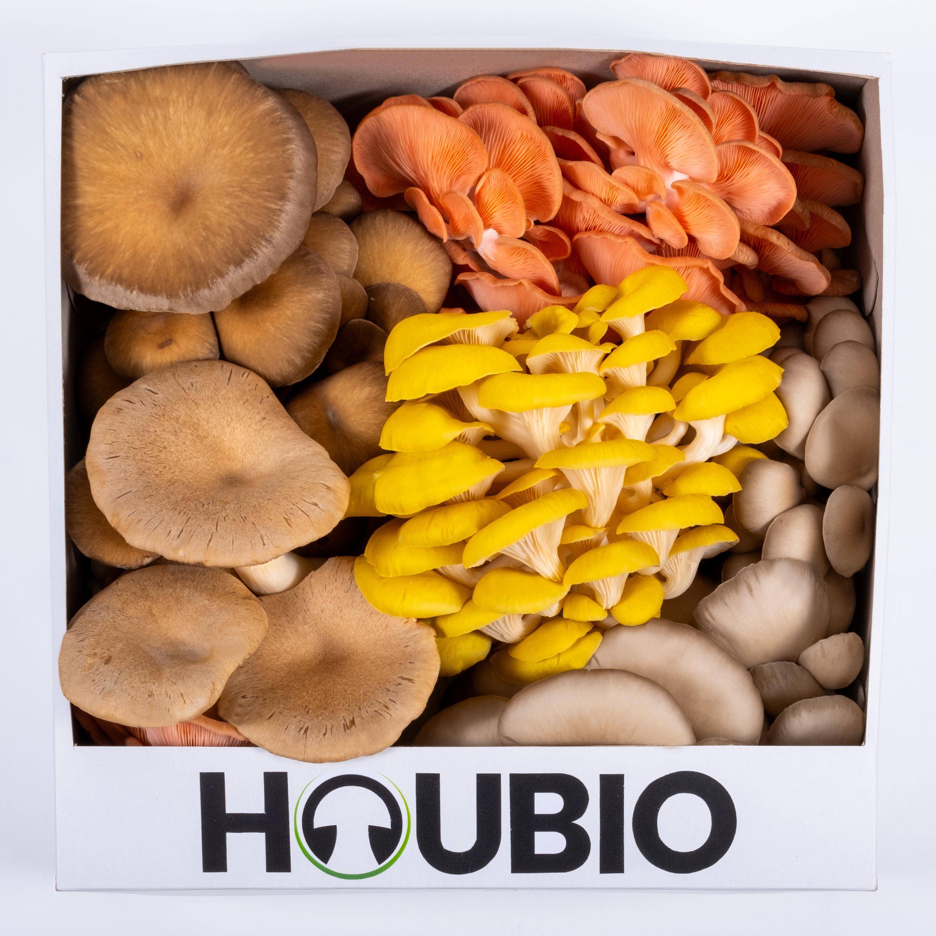 Houbio foto 2