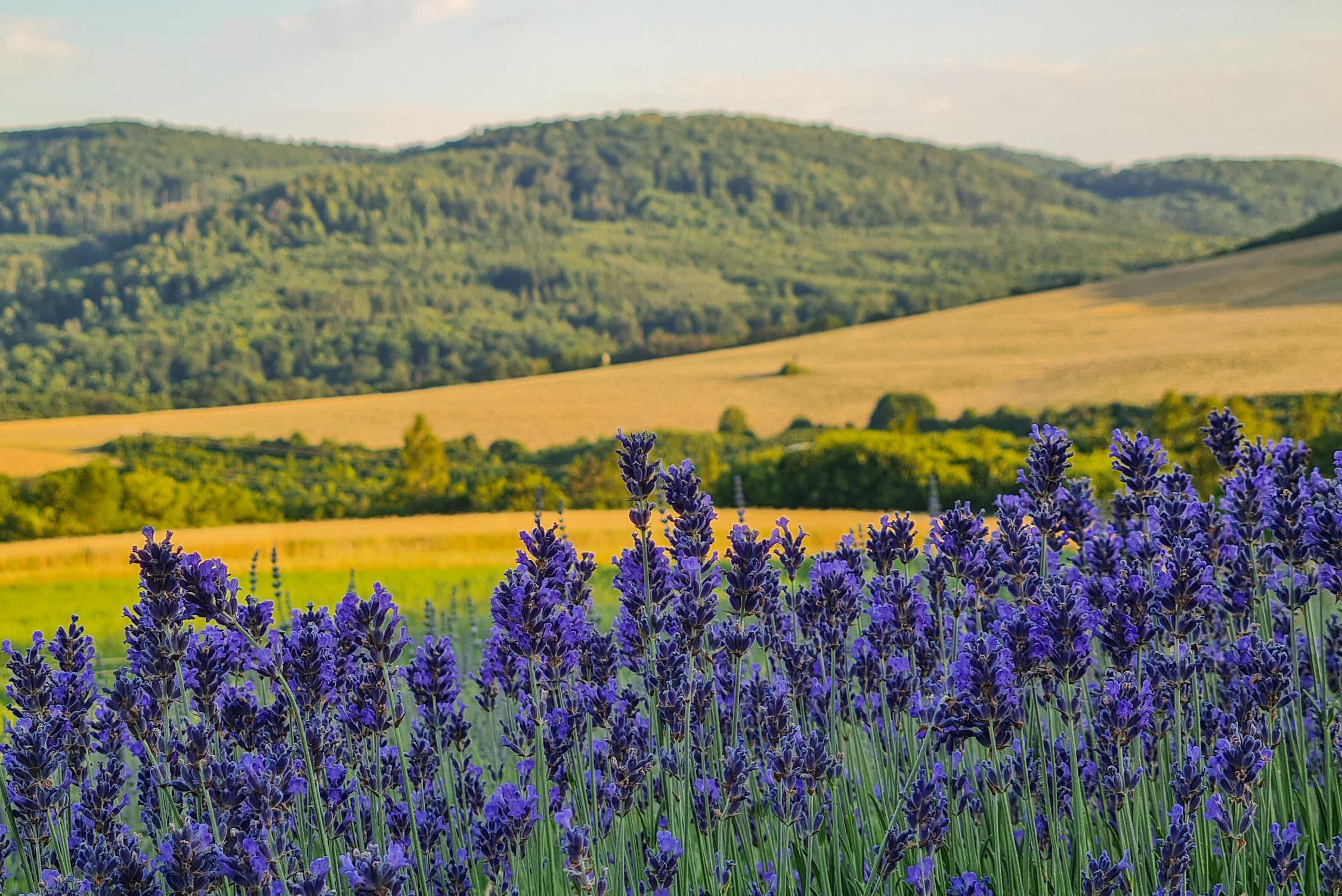 Křivoklátská levandule