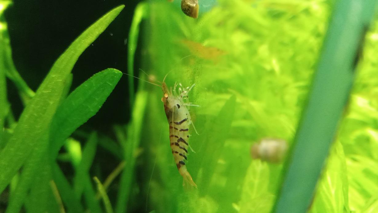 Akvarijní ryby Kula foto 4