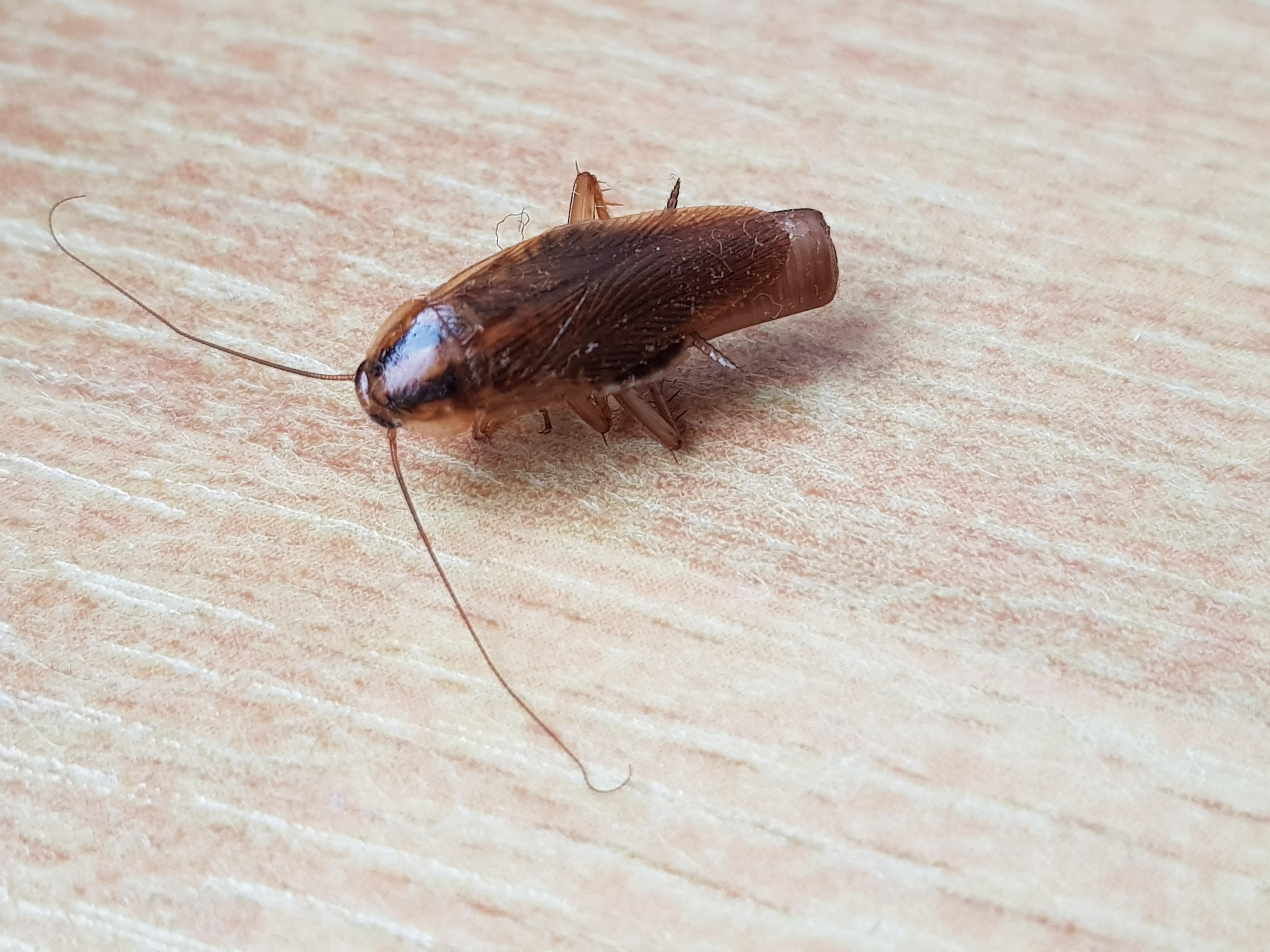 Hornet Z/F foto 4