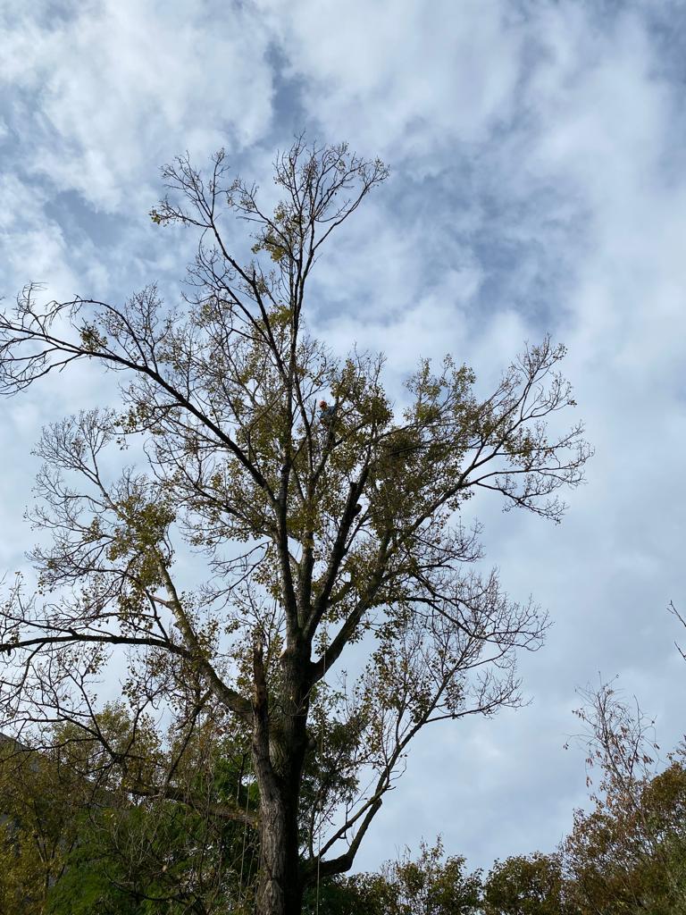 Rizikové kácení Jan Barsony Linhart foto 2