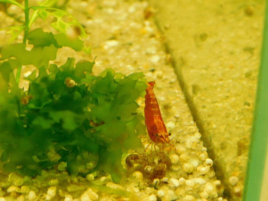 Akvarijní ryby Kula foto 6