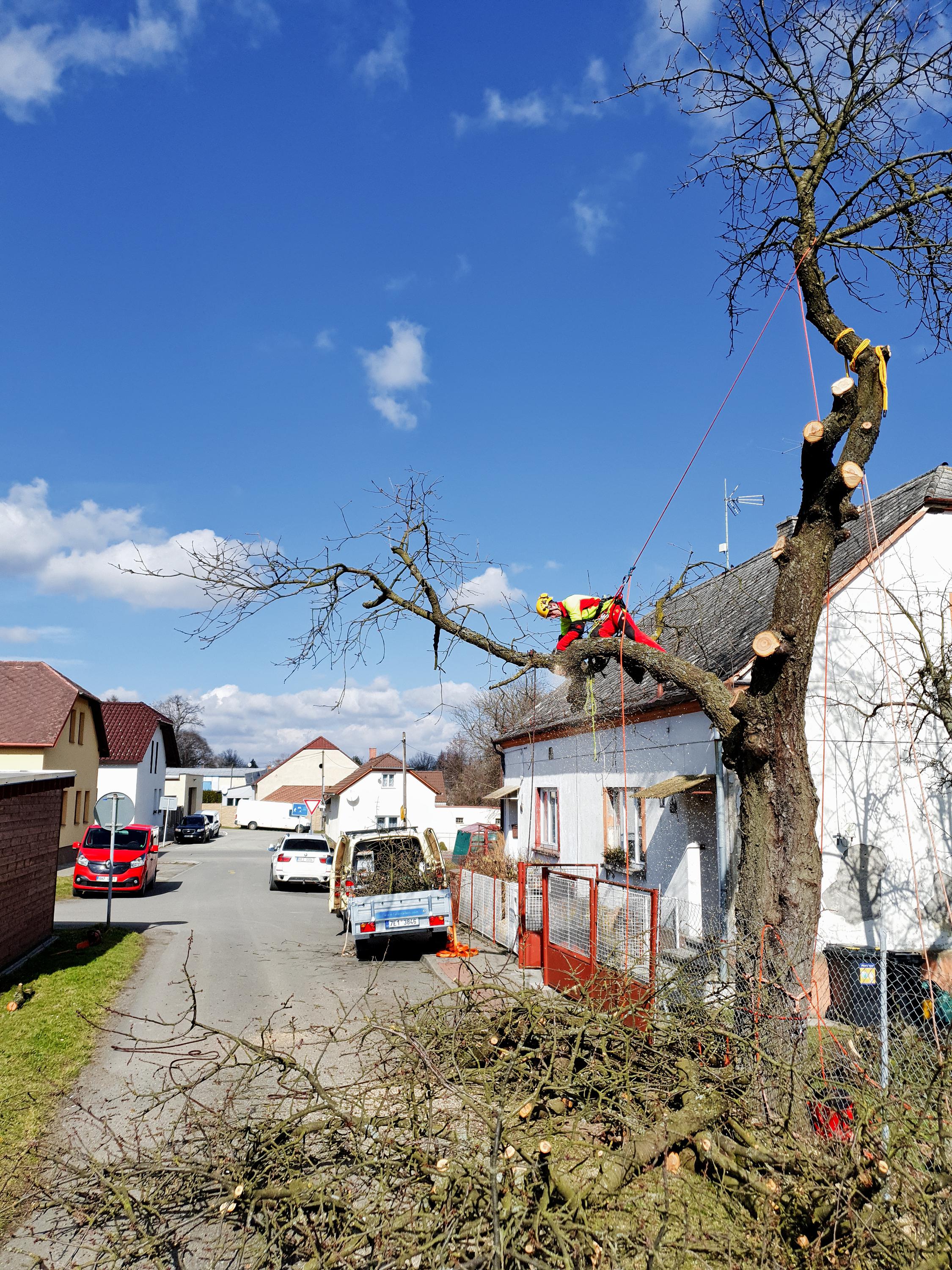 Lukáš Havelka - Rizikové kácení stromů foto 5