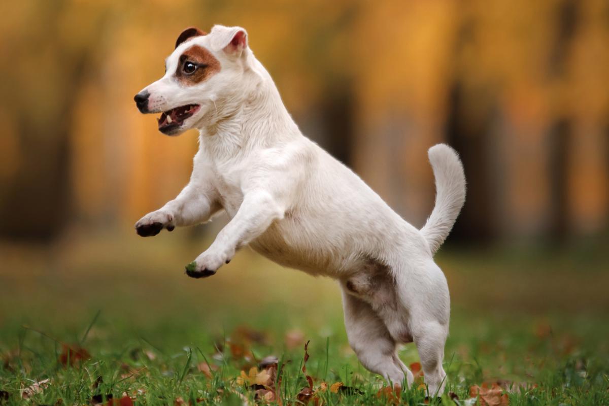 Podpořte vitalitu psa za rozumnou cenu