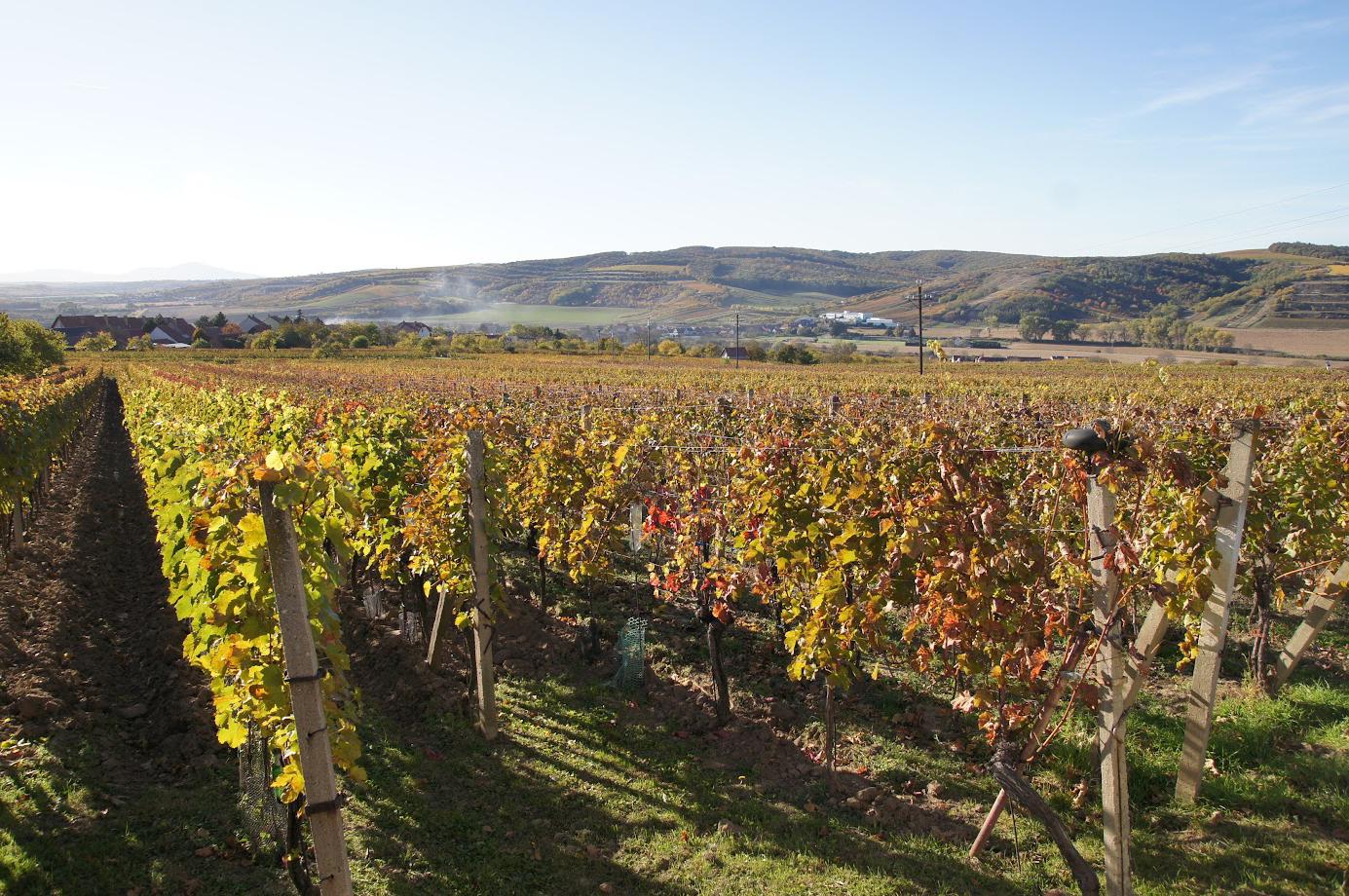 Vinařství Pečinka