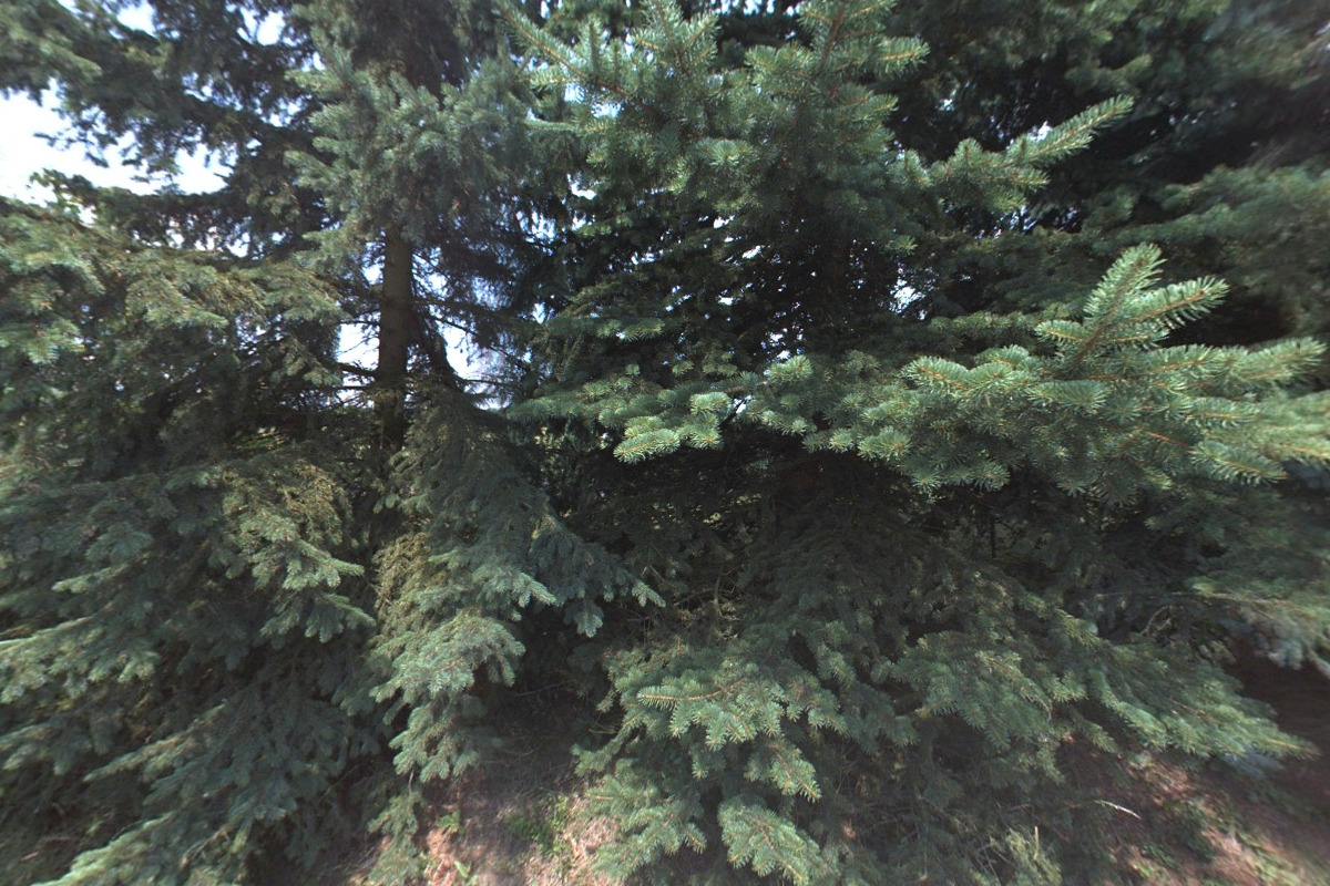 Ekofarma Babiny - chov skotu