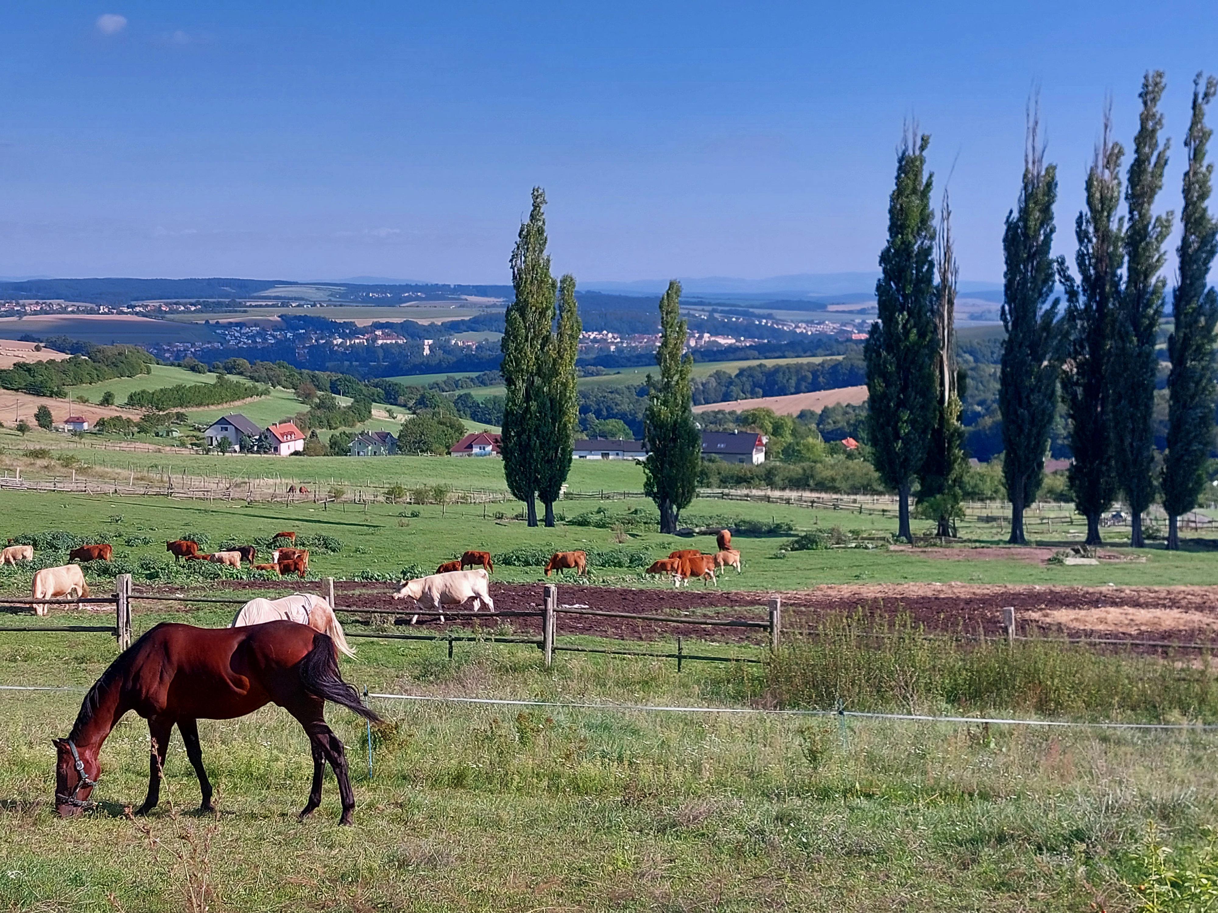 Farma Žlutava foto 3