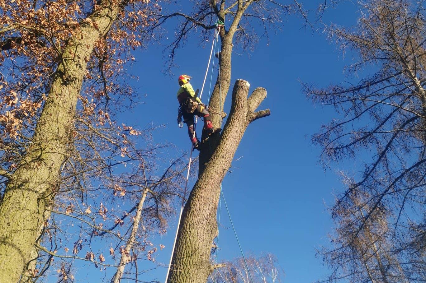Rizikové kácení stromu