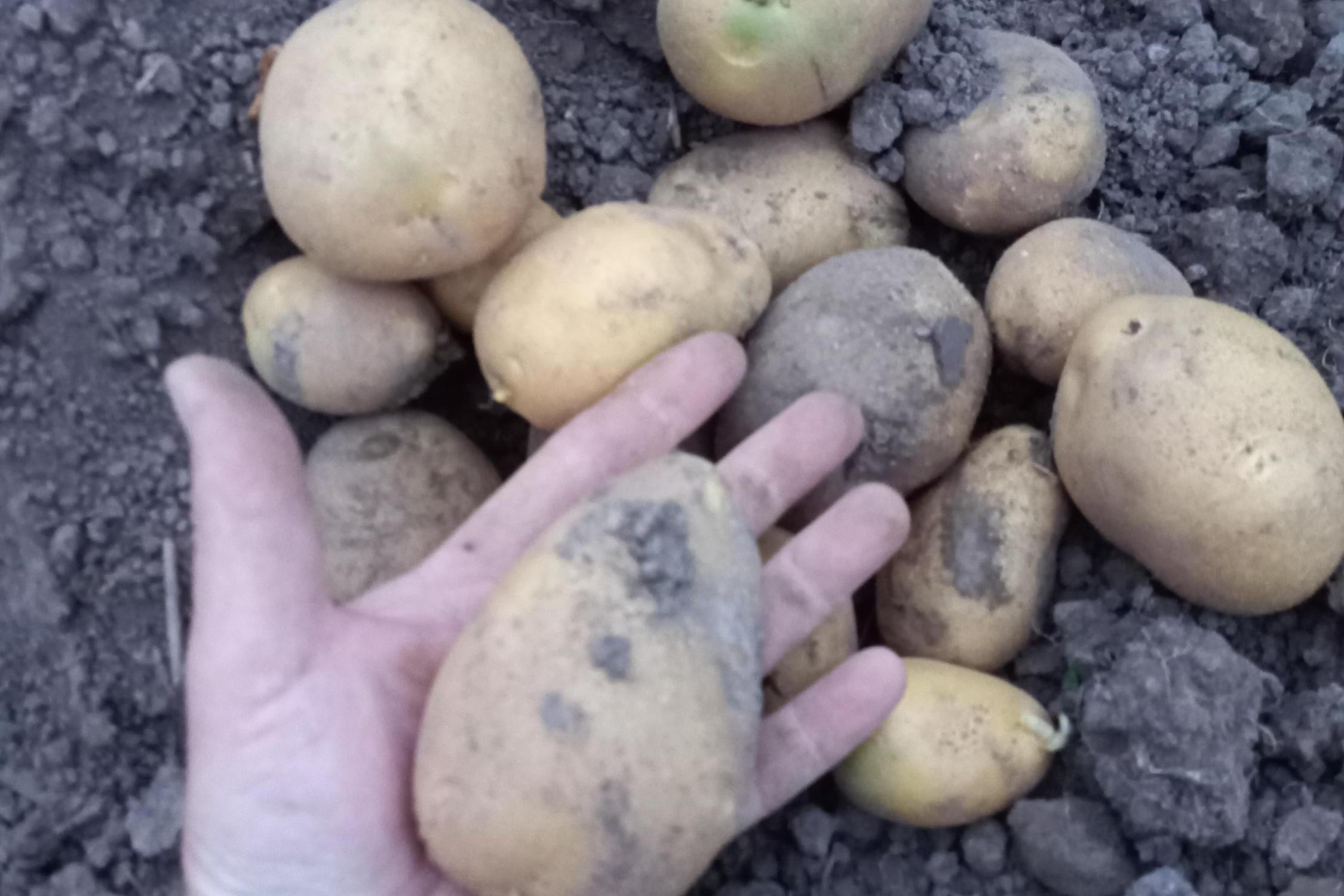 Jaroslav Kubíček - zemědělská farma