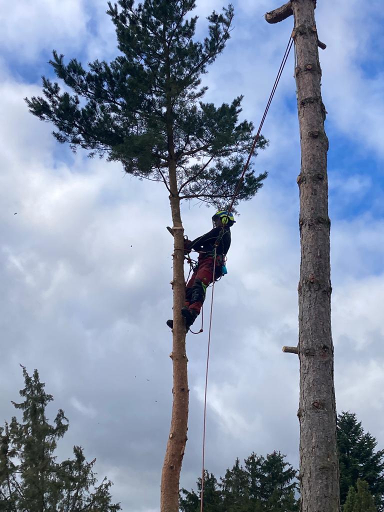 Tomáš Kopřiva - Arboristika a rizikové kácení