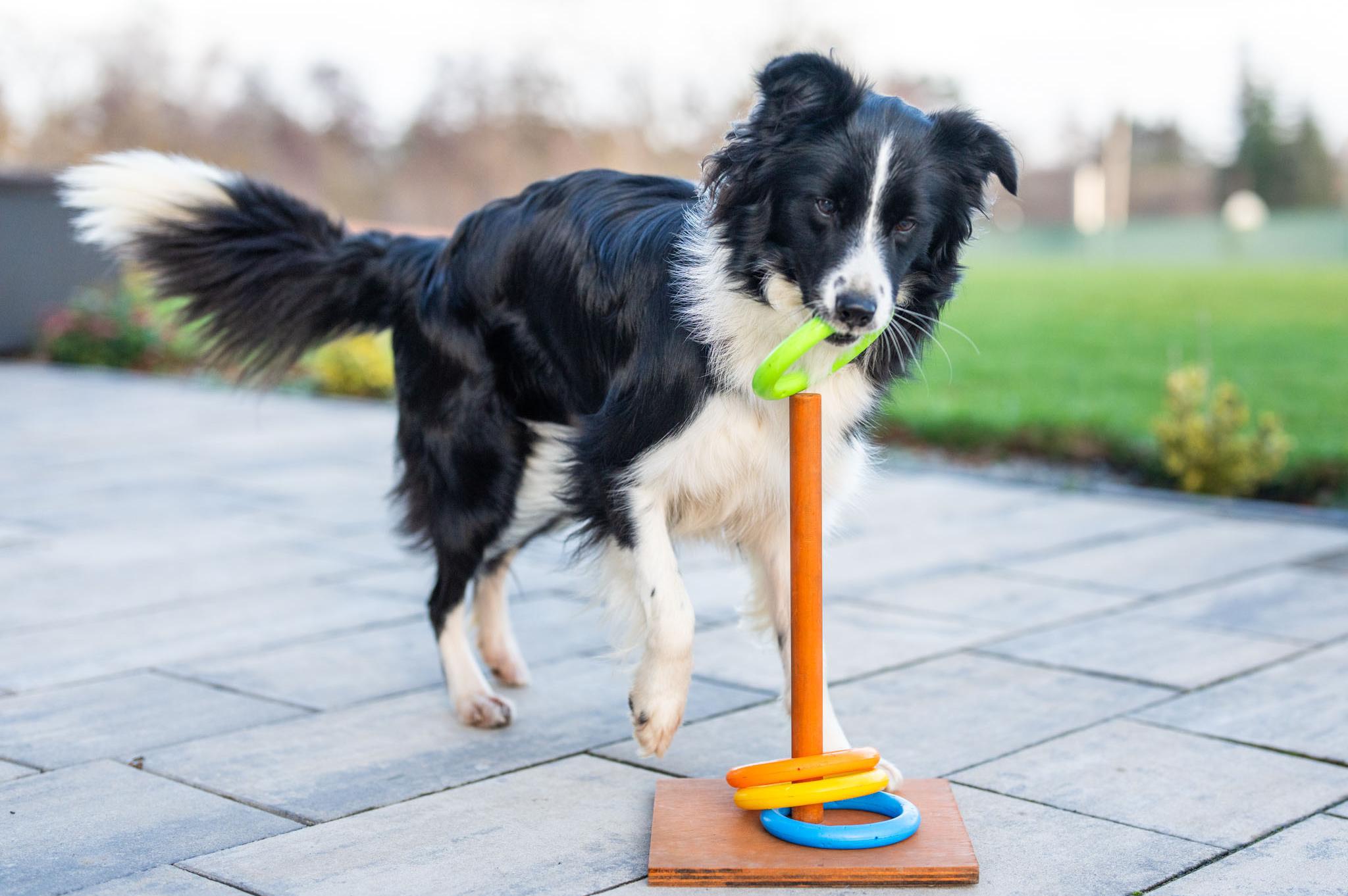 Zábavné psí centrum Masojedy