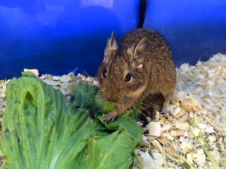ZOO Škorpion foto 5