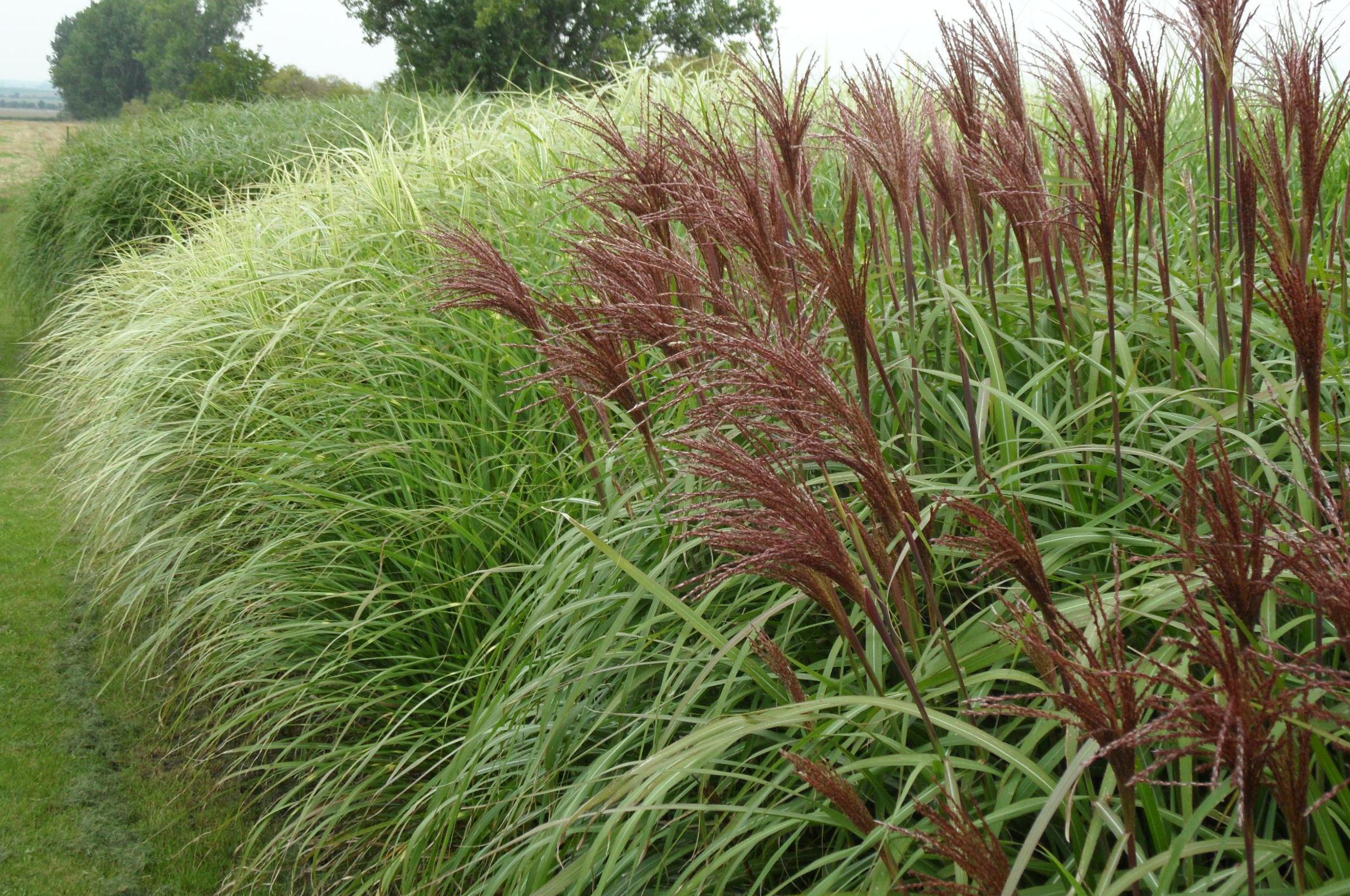 MRVA-okrasné trávy, trvalky s.r.o.