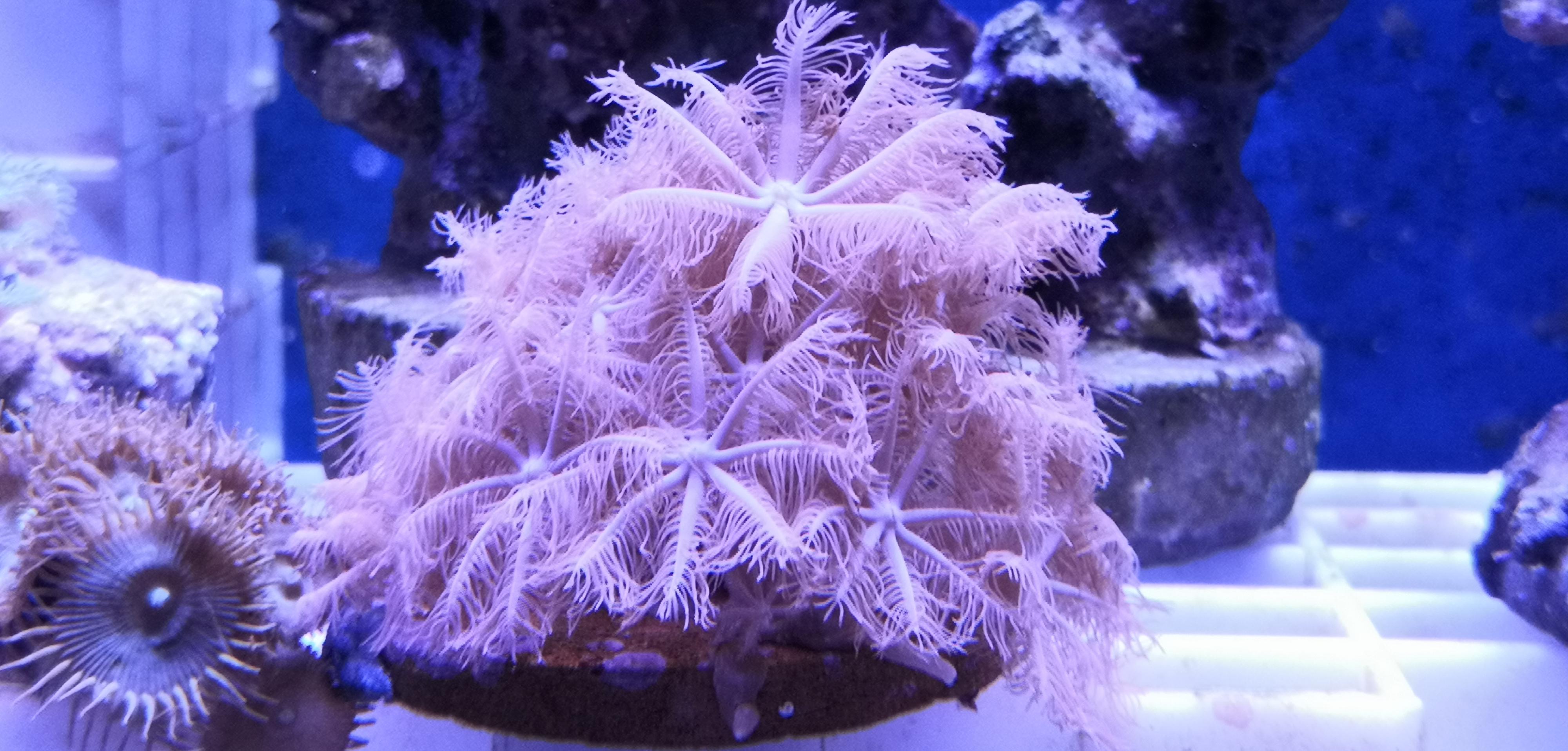 Akvaristika Kolaja foto 3