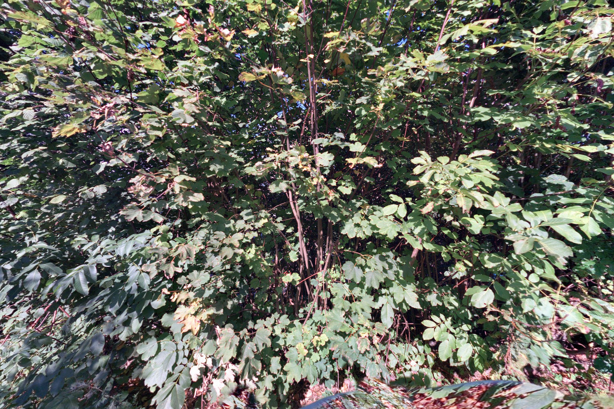 Penzion Amerika foto 3