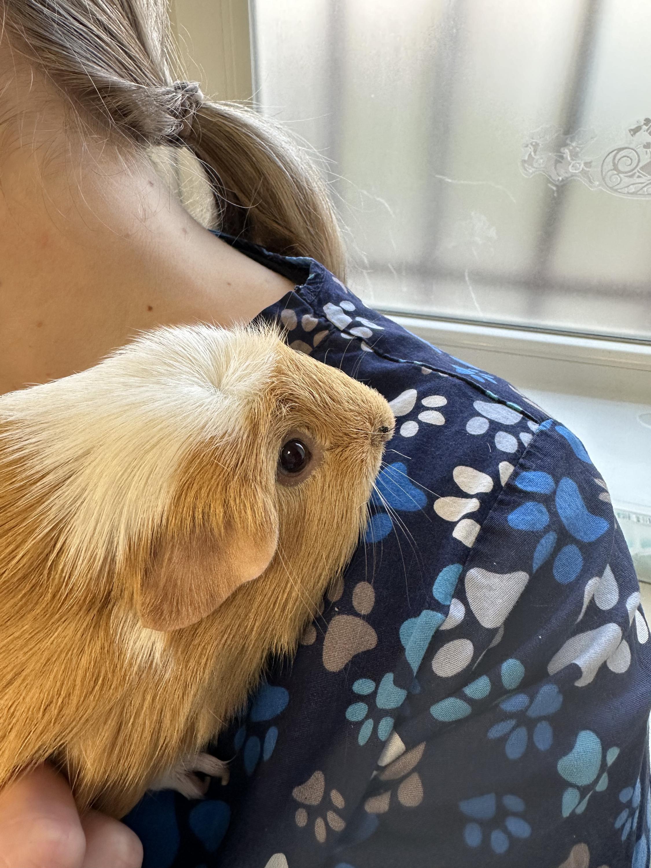 VitalVet s.r.o. - veterinární klinika foto 3