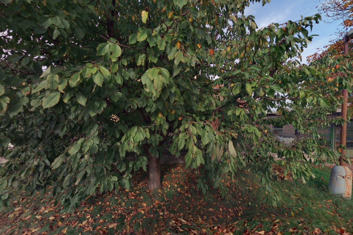 Setaria JR Dýně na Halloween foto 1