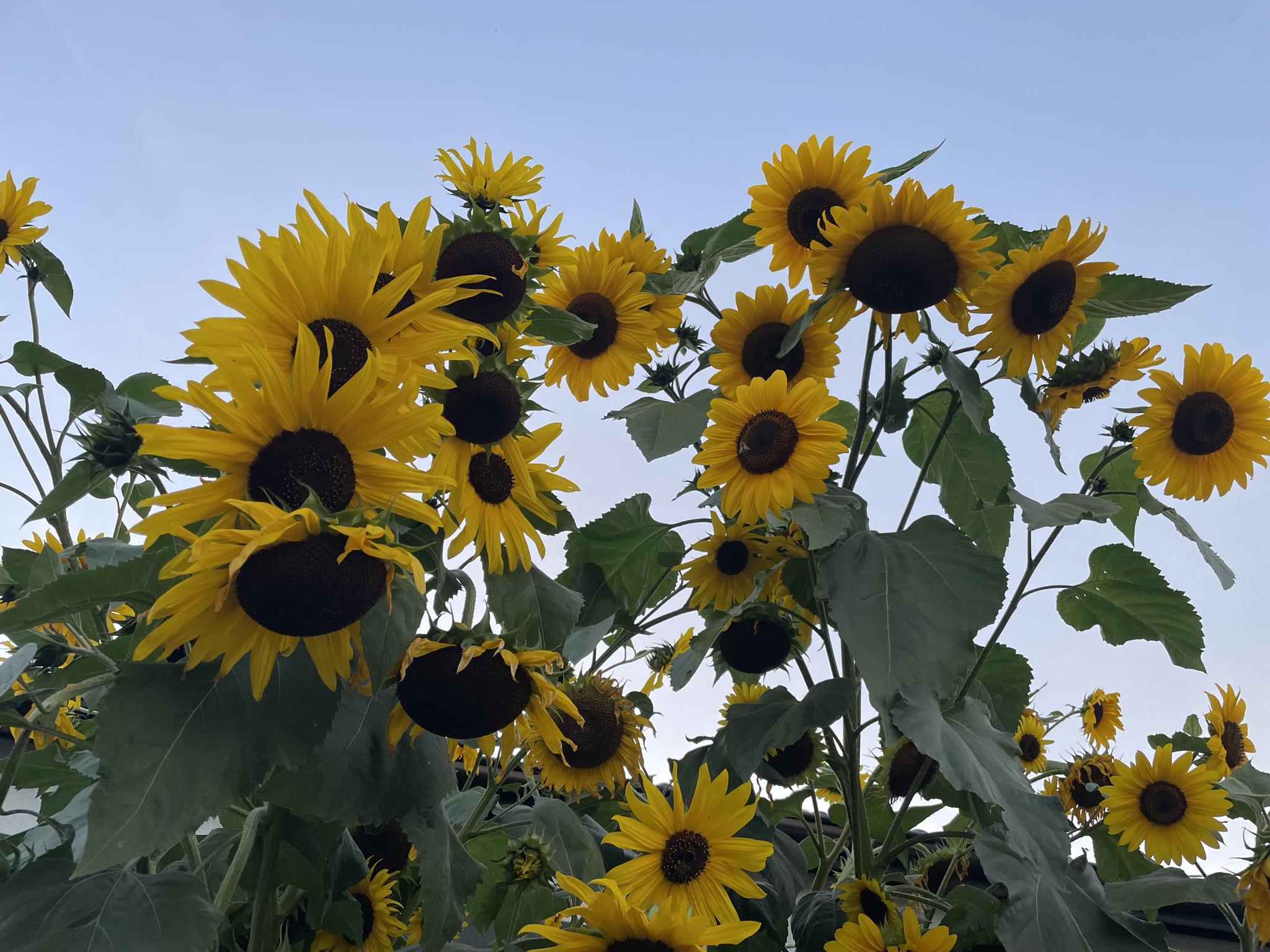 TEVON - Návrhy, realizace a údržba zahrad foto 3