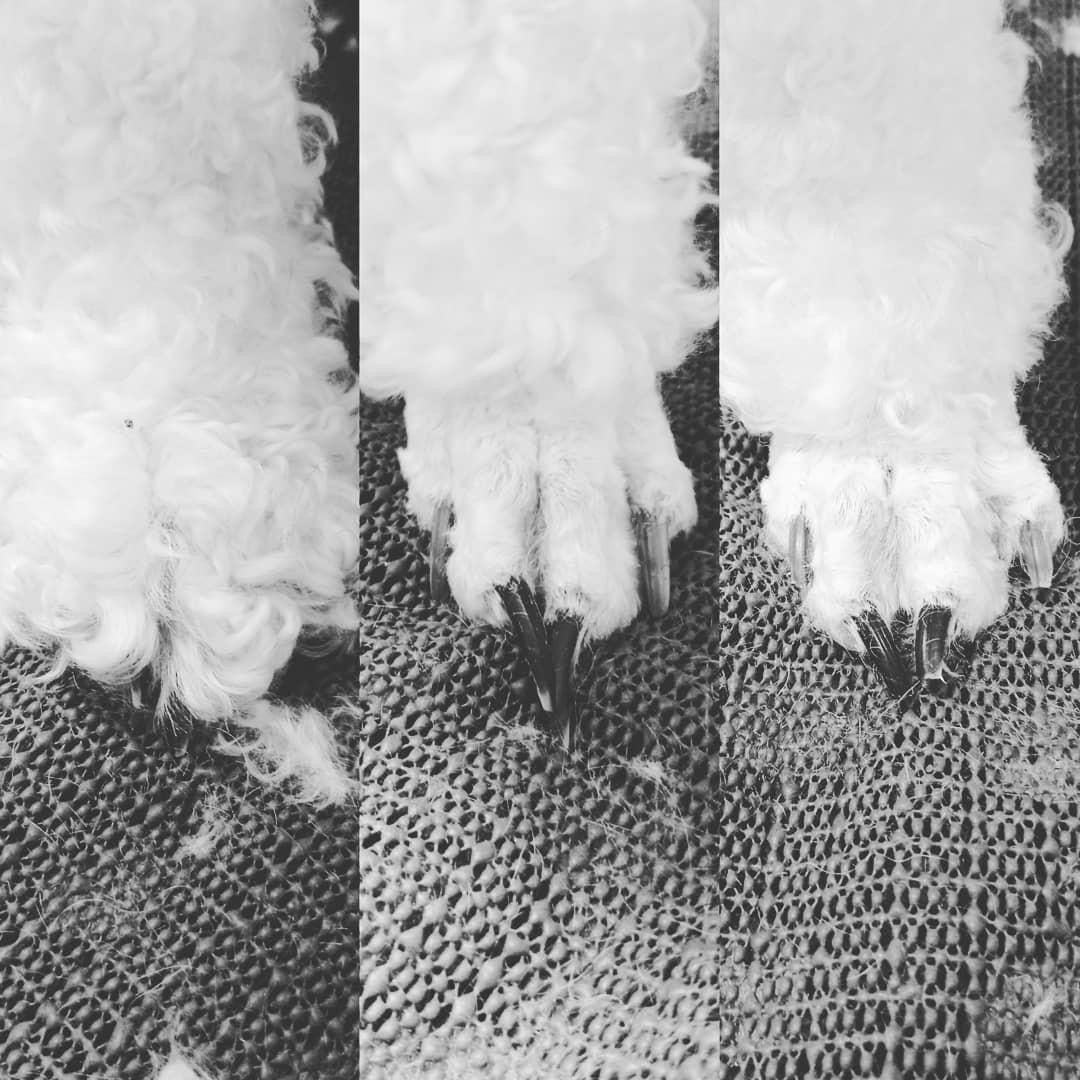 Veronika Švecová - Psí salon foto 4