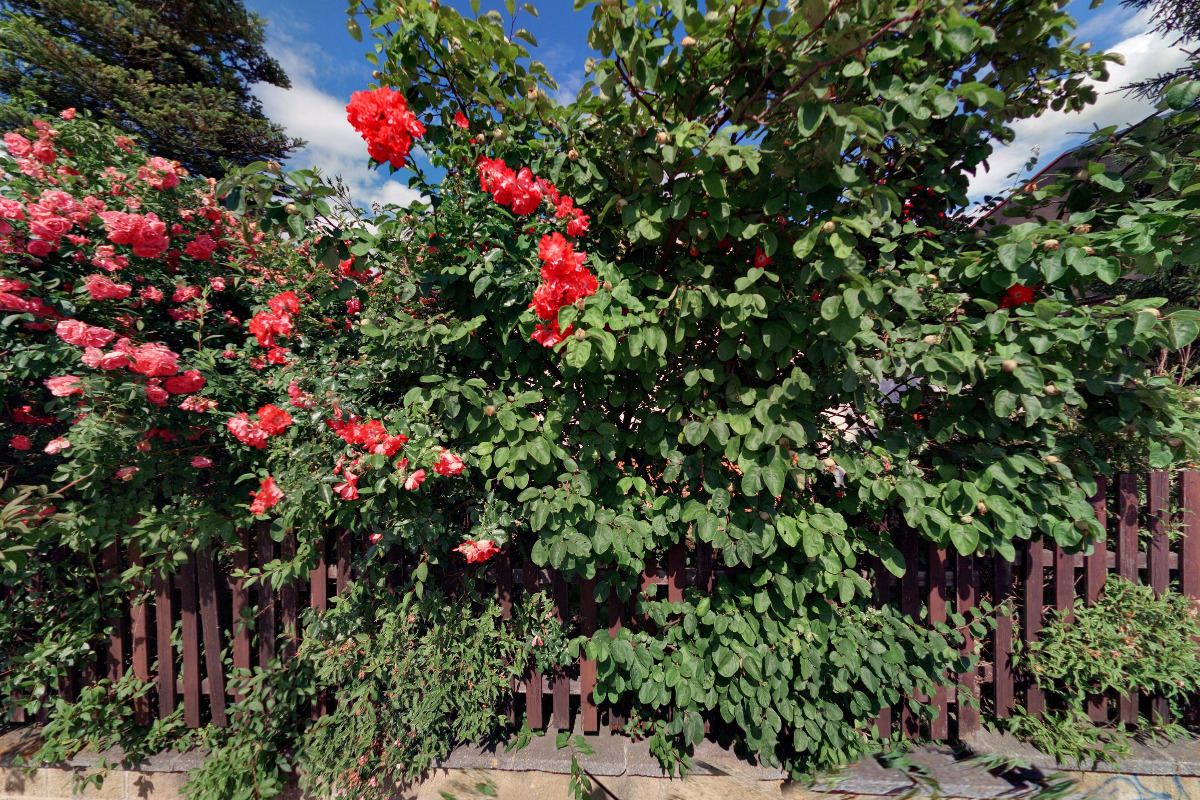 Asociace TOM ČR, TOM 2321 BLESK