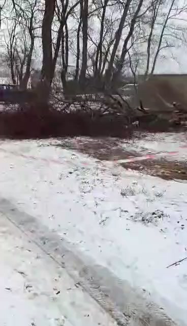 Rizikové kácení stromů Miloslav Rezler foto 2 (náhled videa)