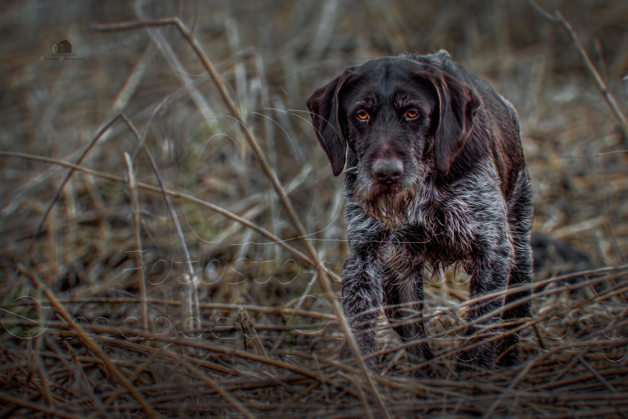 Lovecký výcvik Petr Novotný foto 2