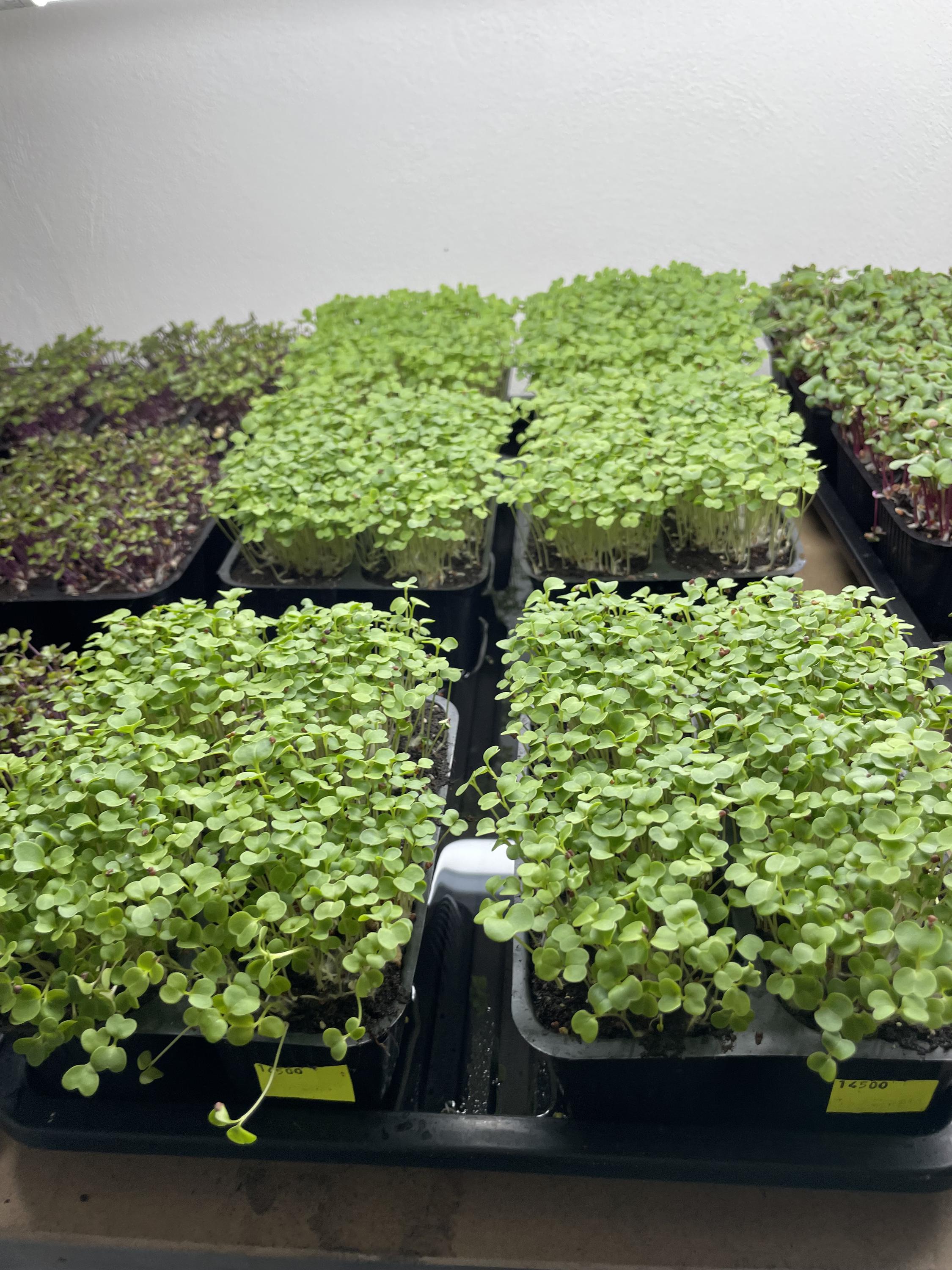 Microgreenlife.cz foto 3
