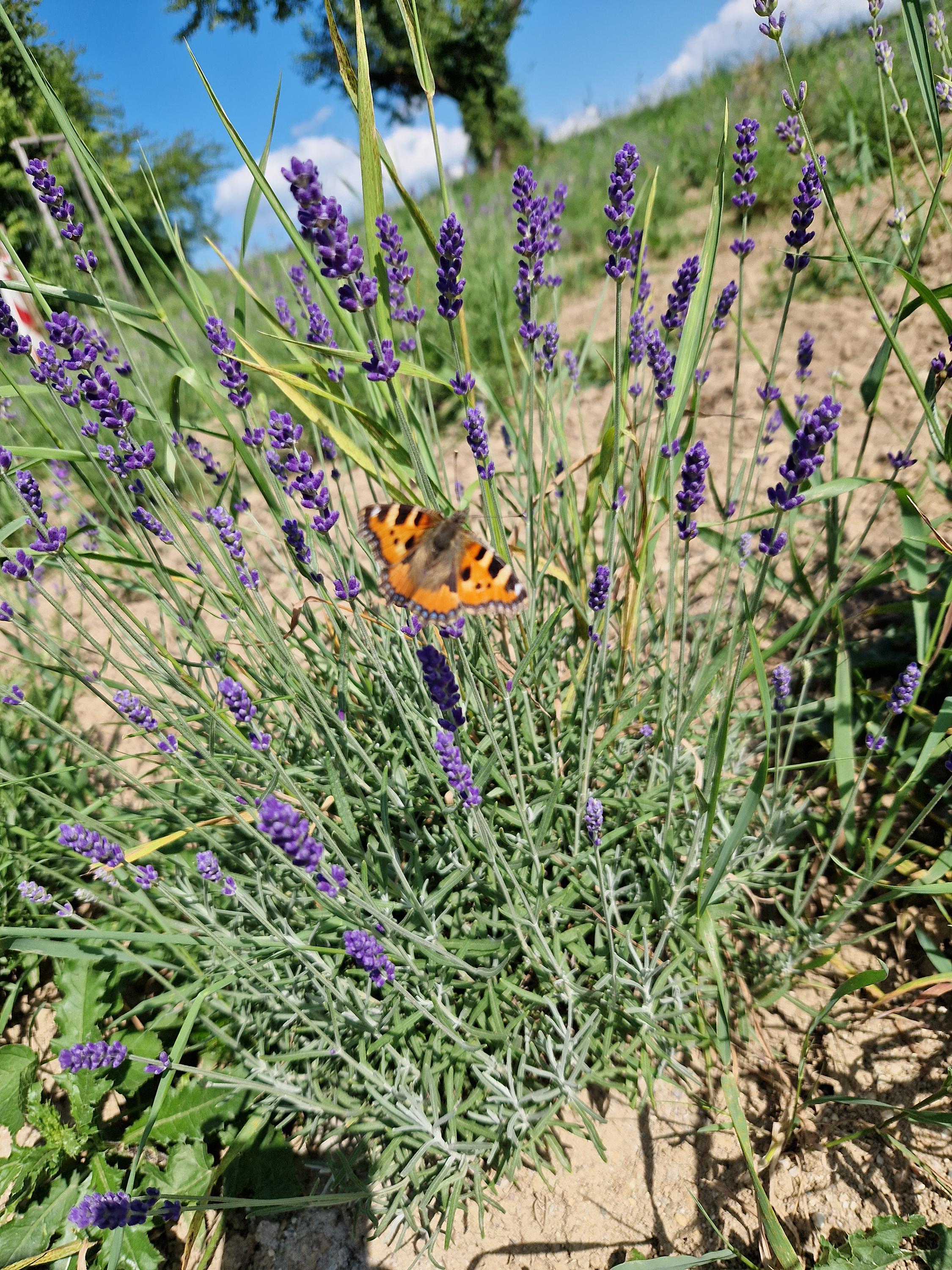 Levandule pro radost foto 3