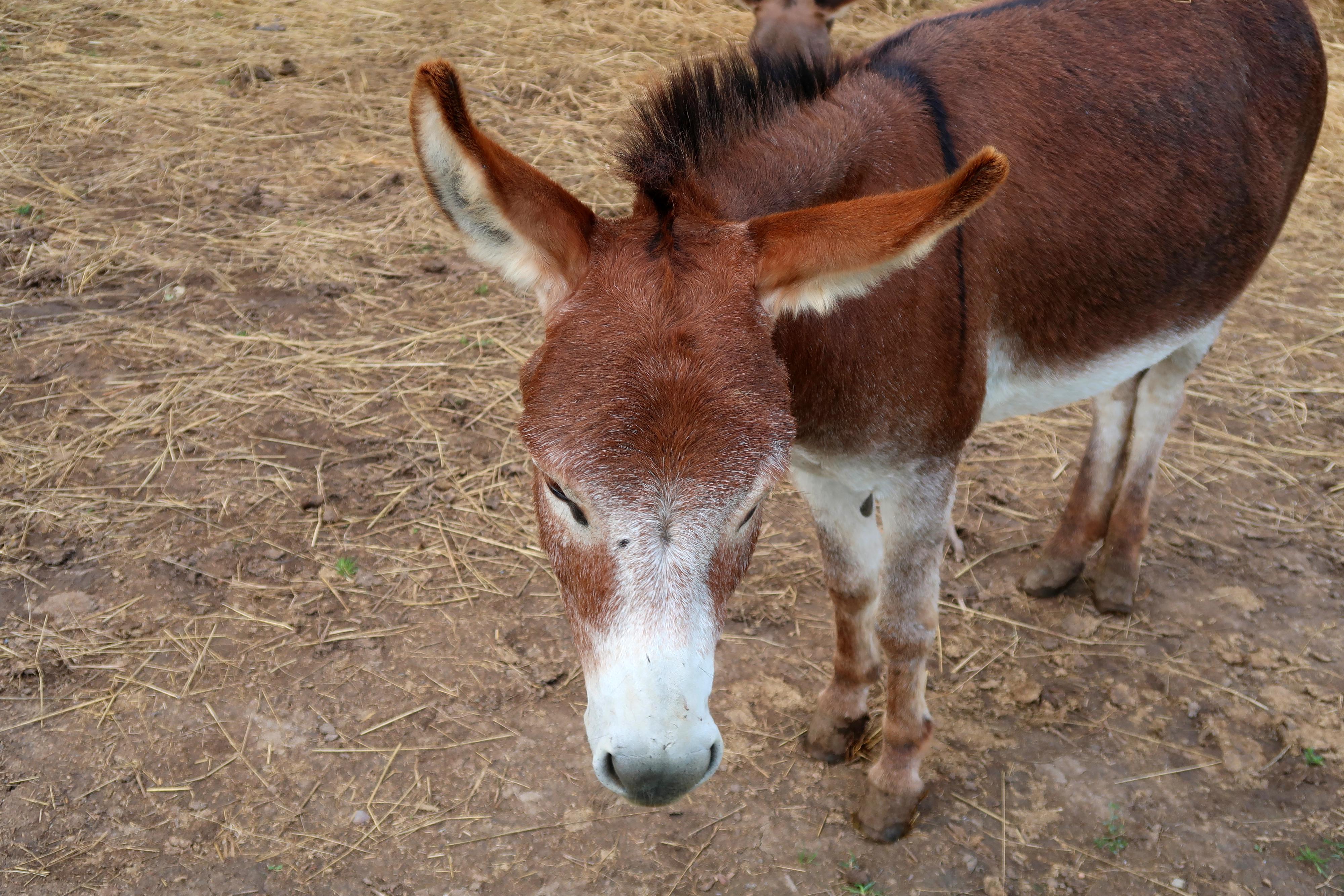 Zoopark Olovnice foto 4