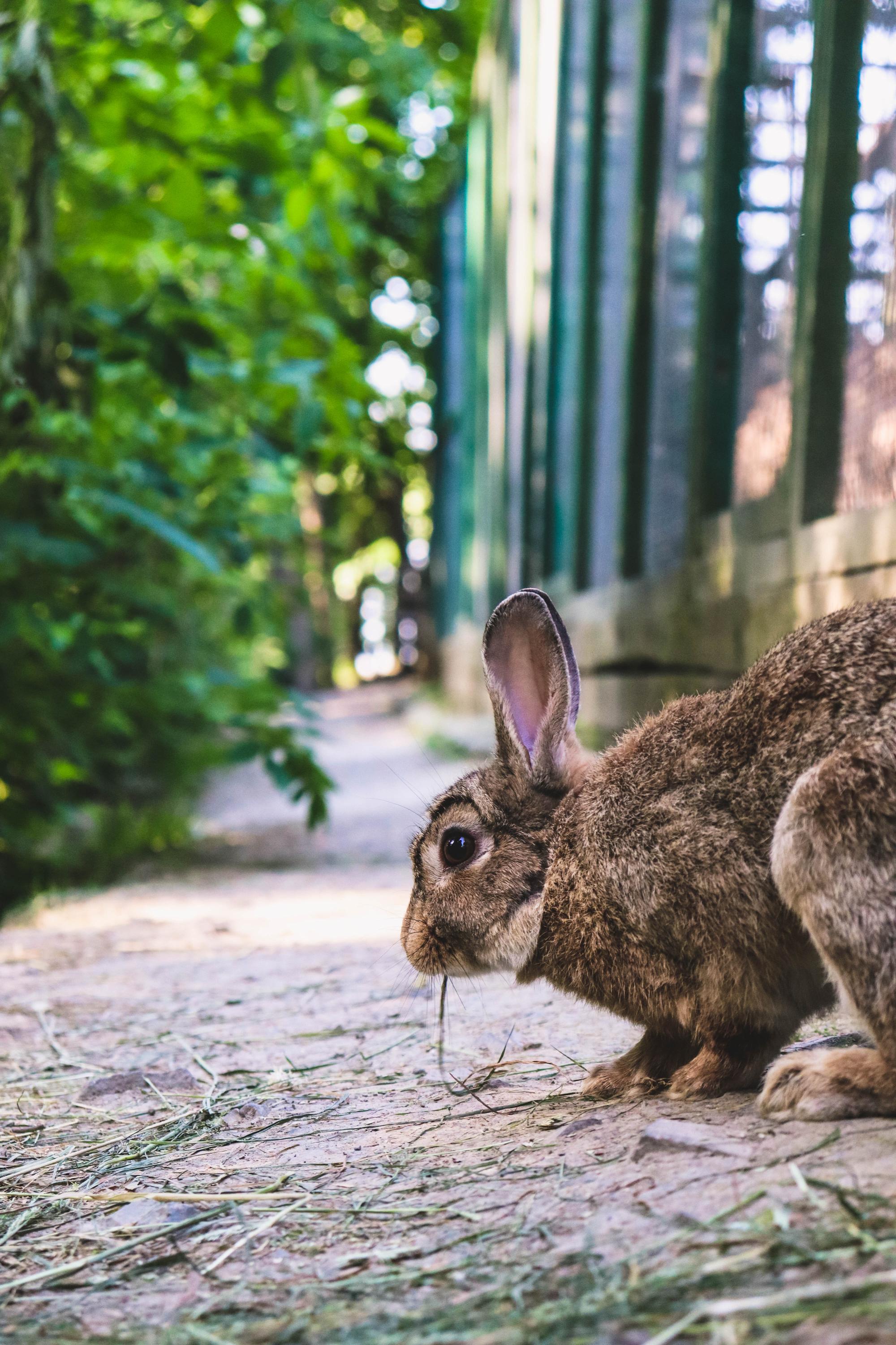 Horečky ranč dětské zoo foto 2