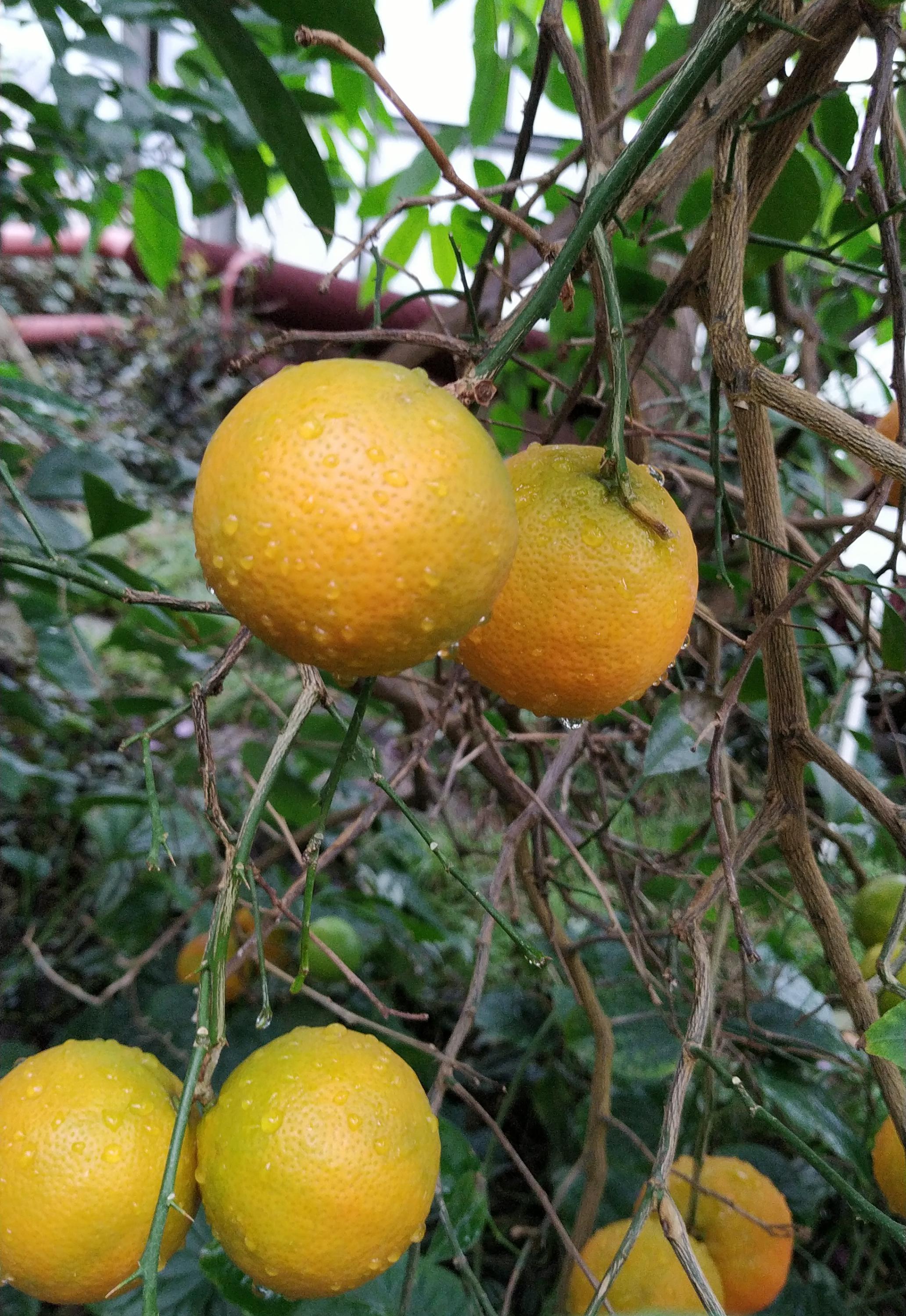 ČZU - Botanická zahrada Fakulty tropického zemědělství foto 6
