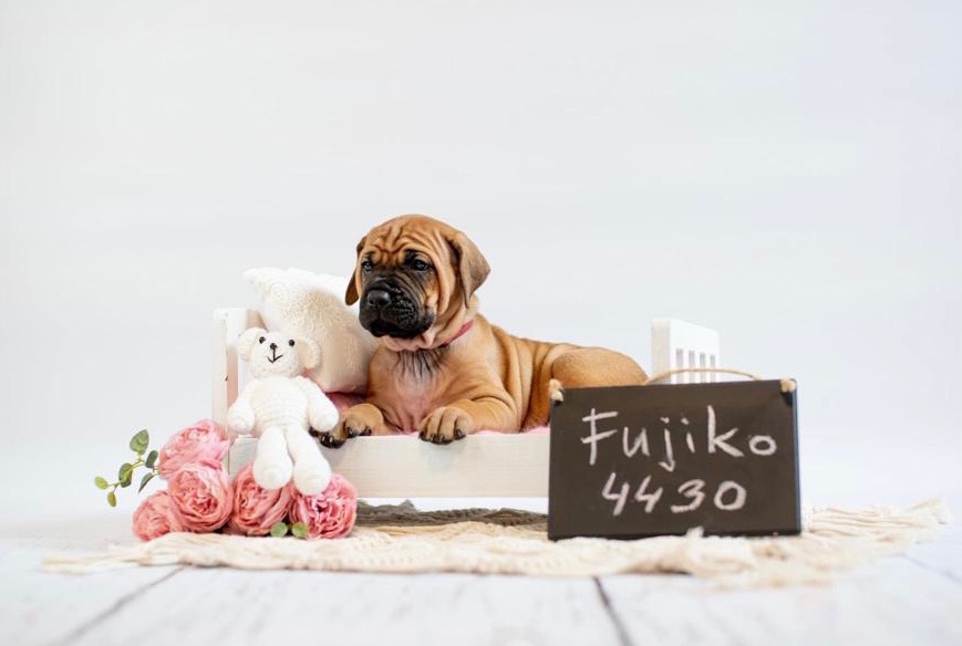 Kamino Inu, chovatelská stanice Tosa Inu foto 4