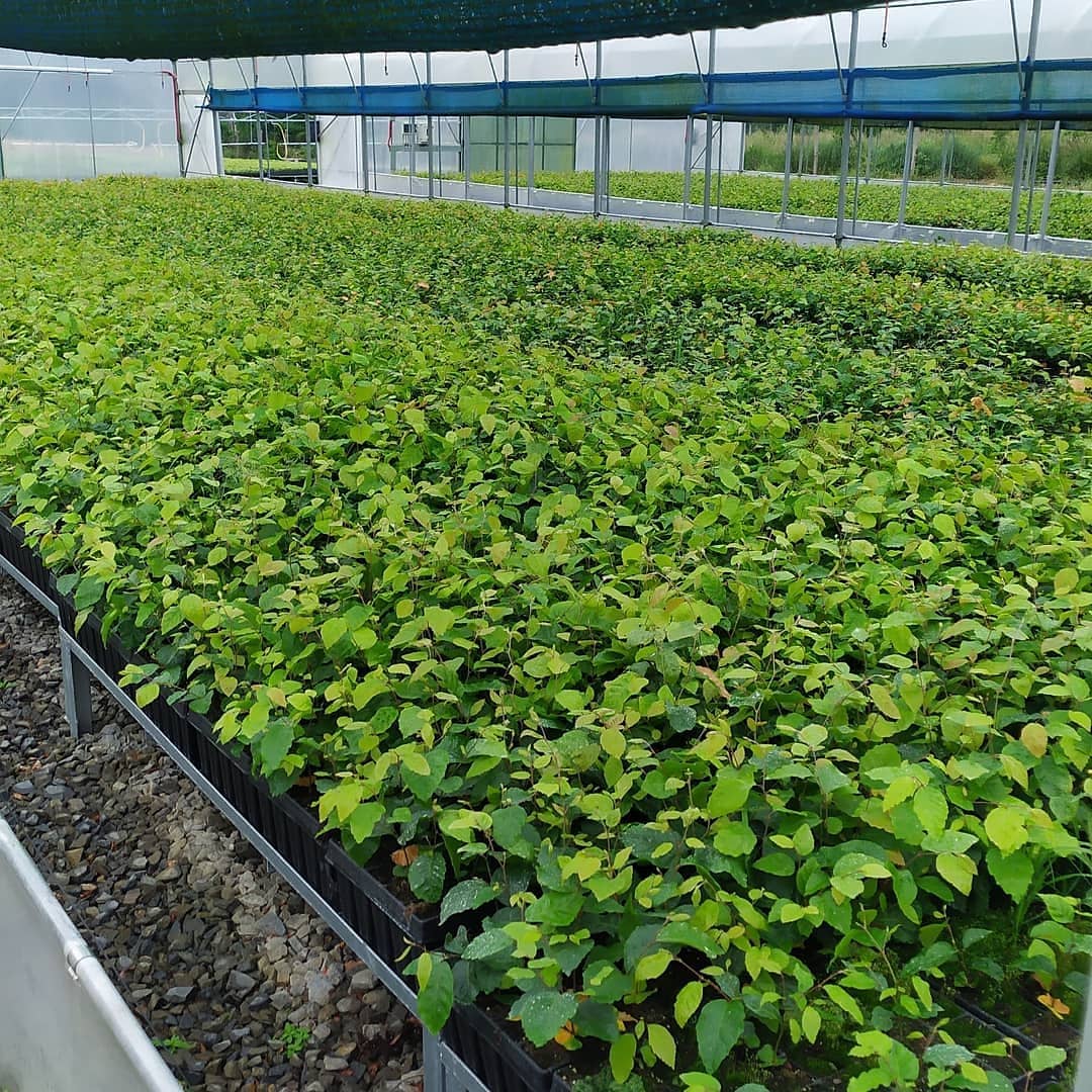 Lesy města Prostějova, s.r.o. - Lesní školka Seč foto 2