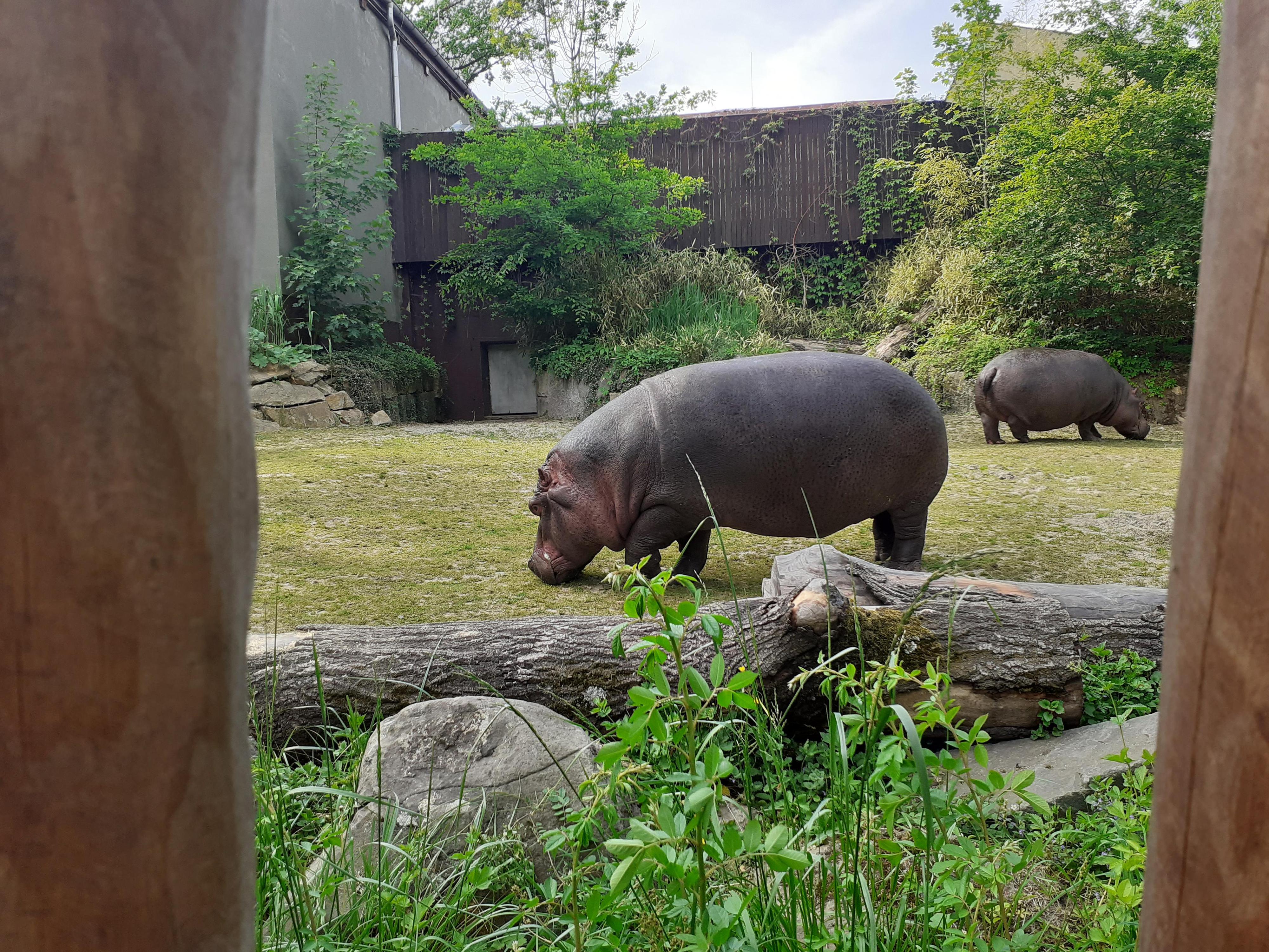Zoologická zahrada a botanický park Ostrava foto 5