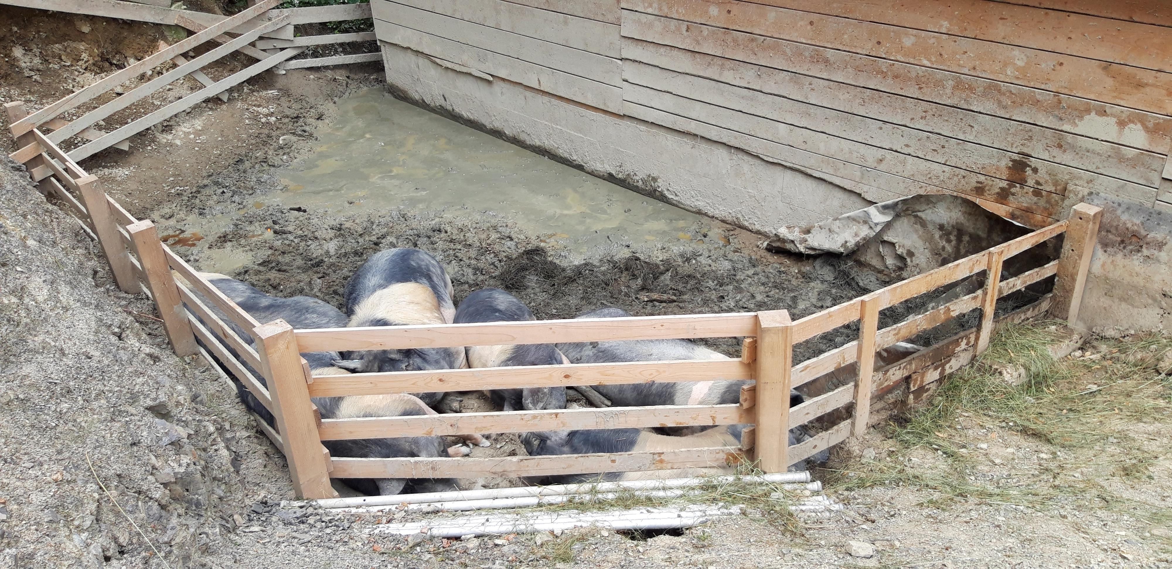Horečky ranč dětské zoo