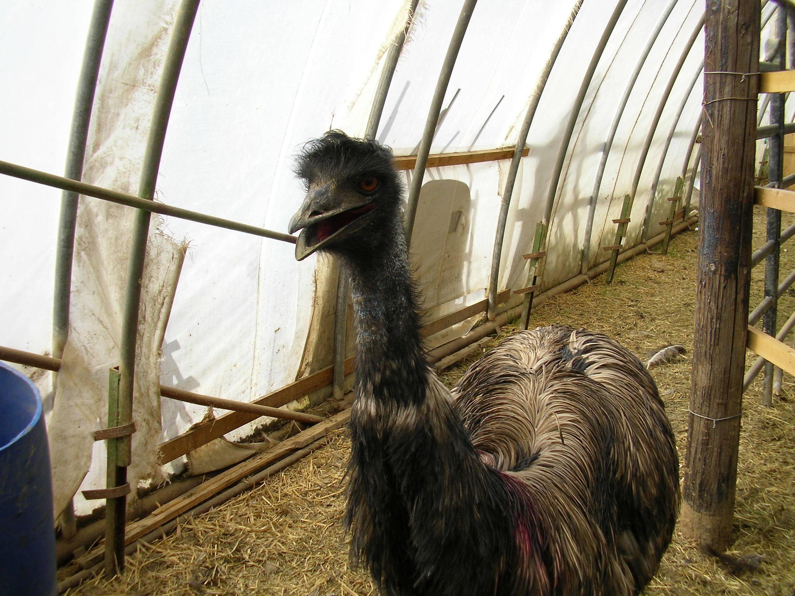 PŠTROSÍ FARMA Doubravice foto 6