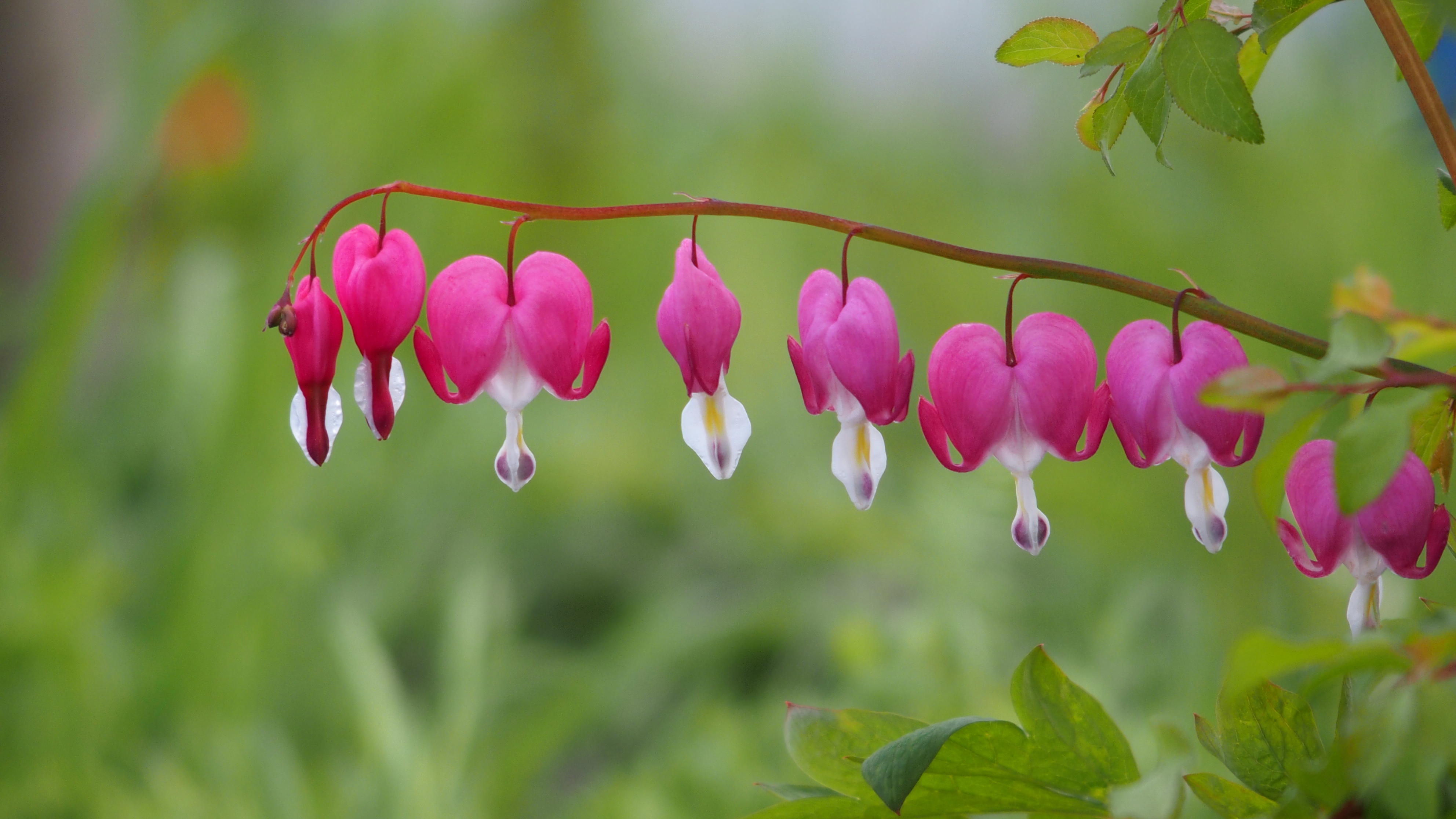 O. Rychnovský, Okolík - zahradník z kopce foto 5