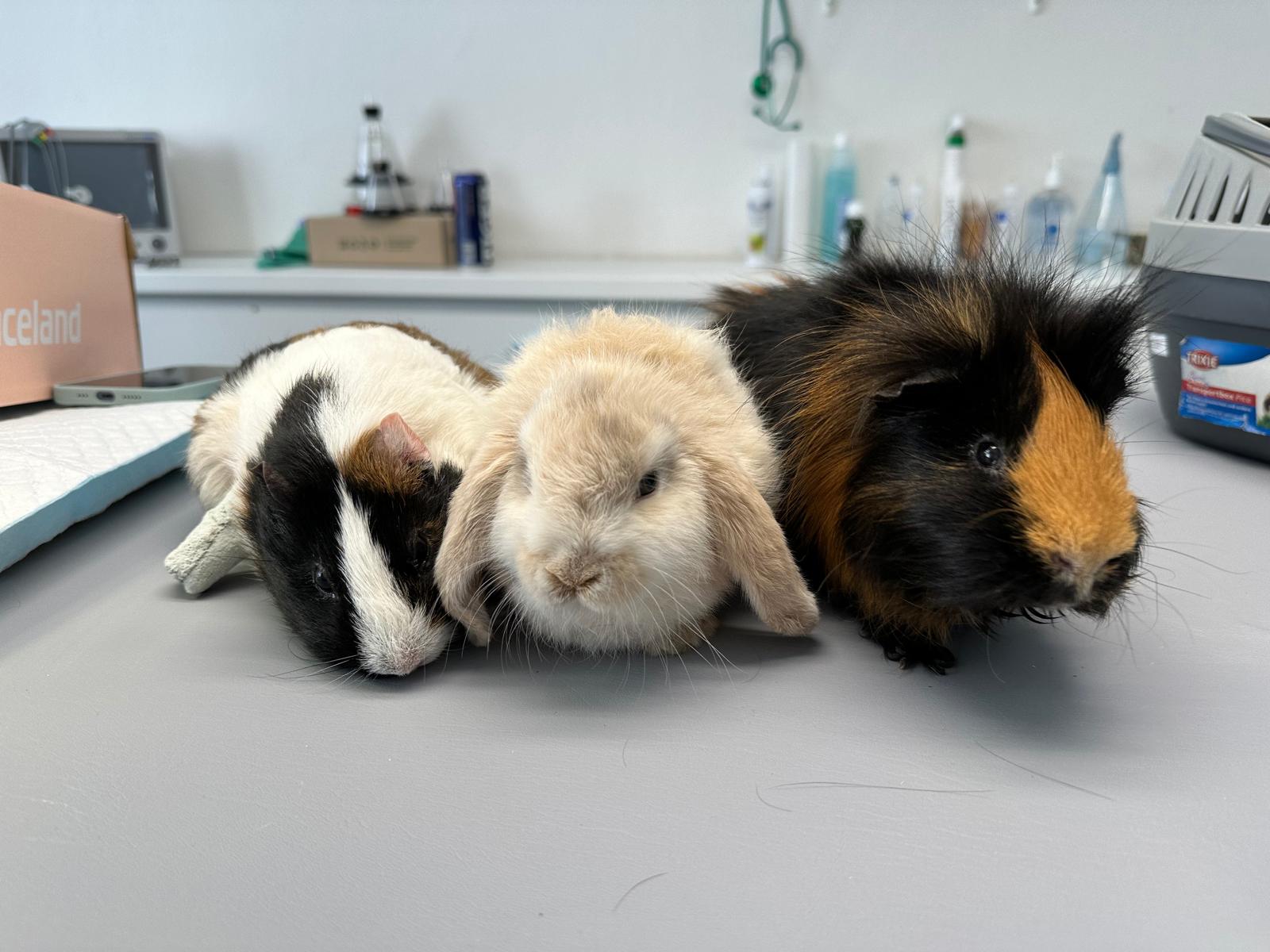 VitalVet s.r.o. - veterinární klinika foto 5