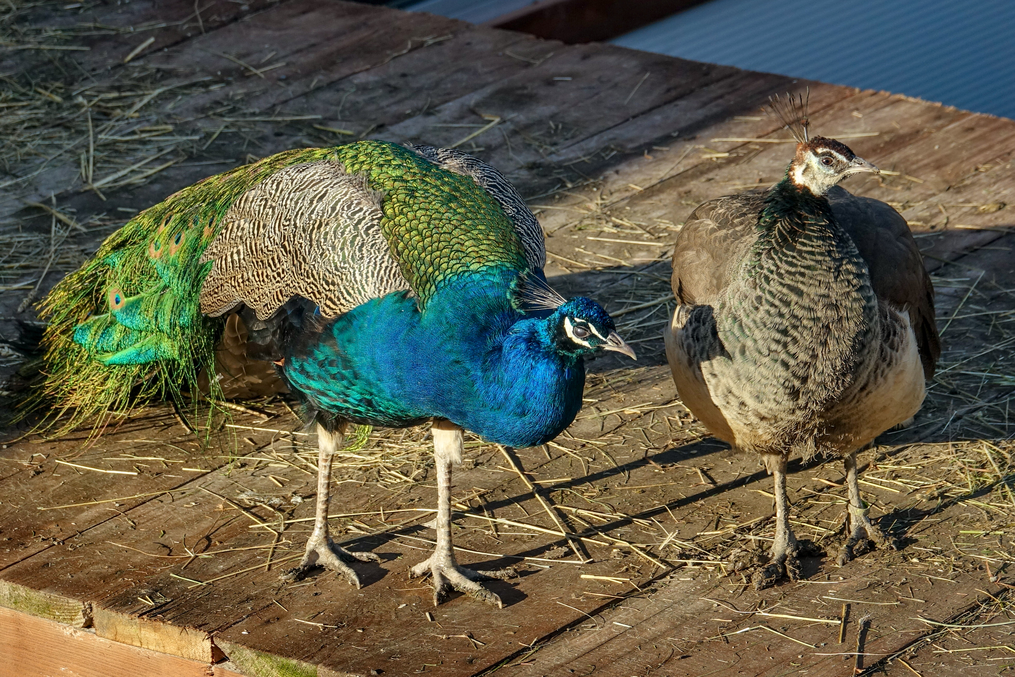 Horečky ranč dětské zoo