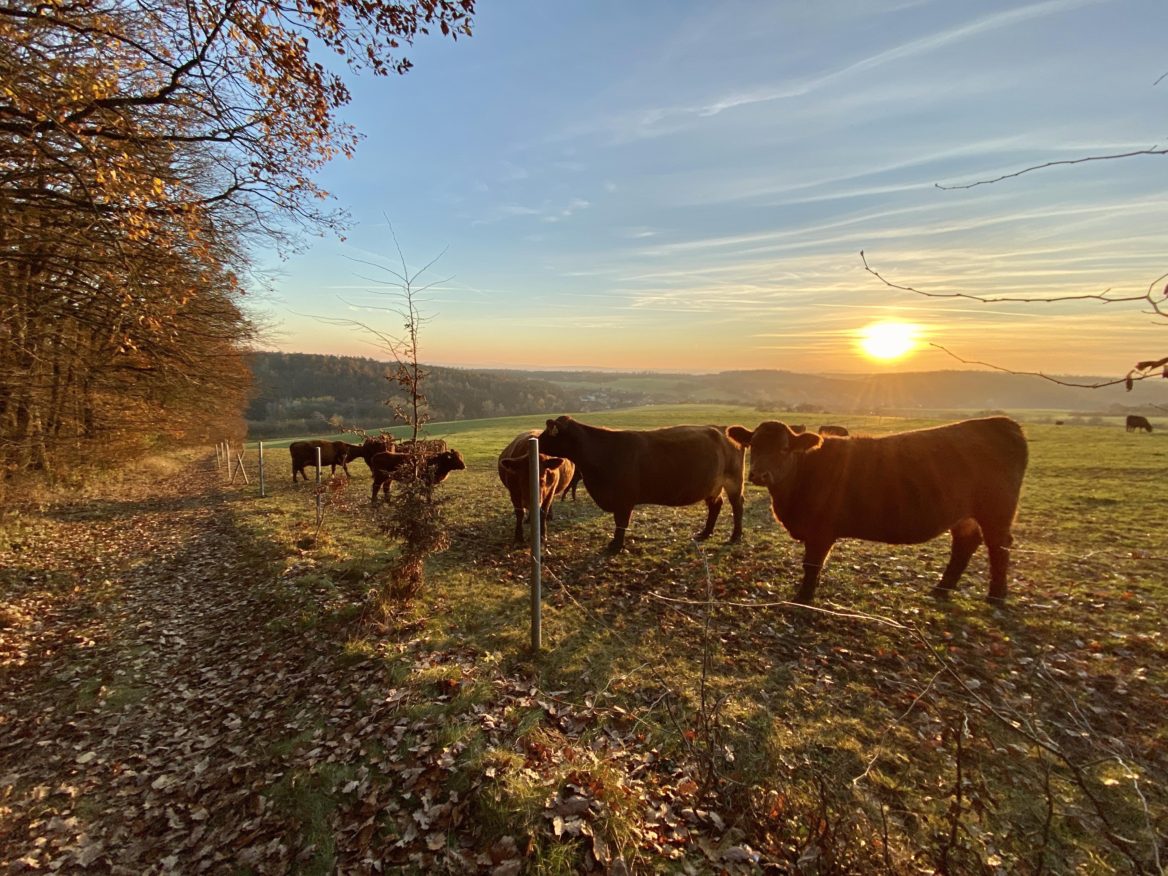 Lesní bar U Krav foto 5