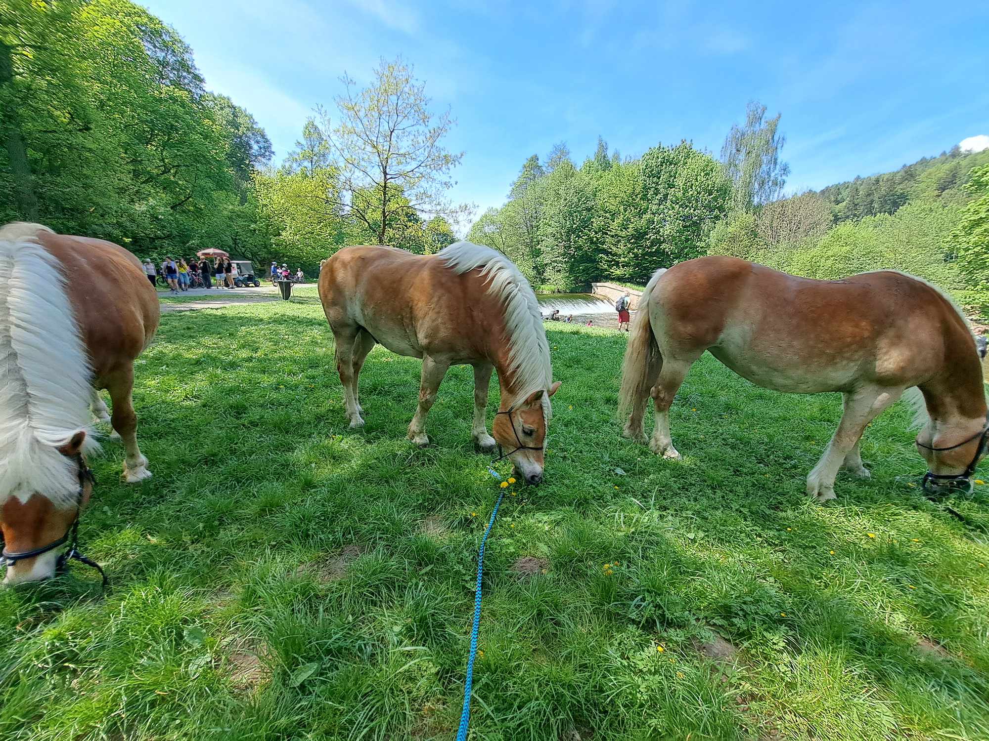 Jana Černá - Koně Václavice foto 4