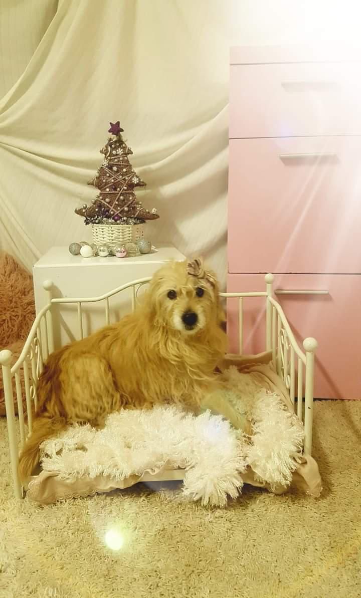 Psí školka a hotel - Edita Bartošová foto 6