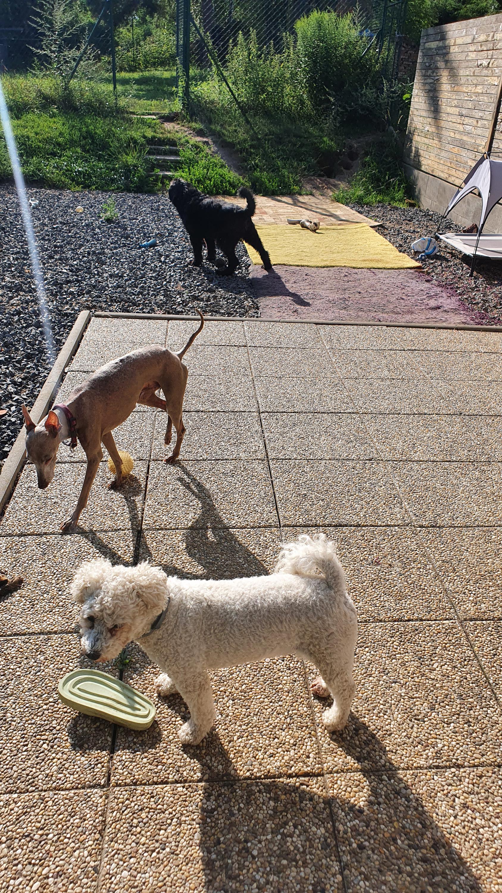 Psí školka a hotel MiMi foto 4