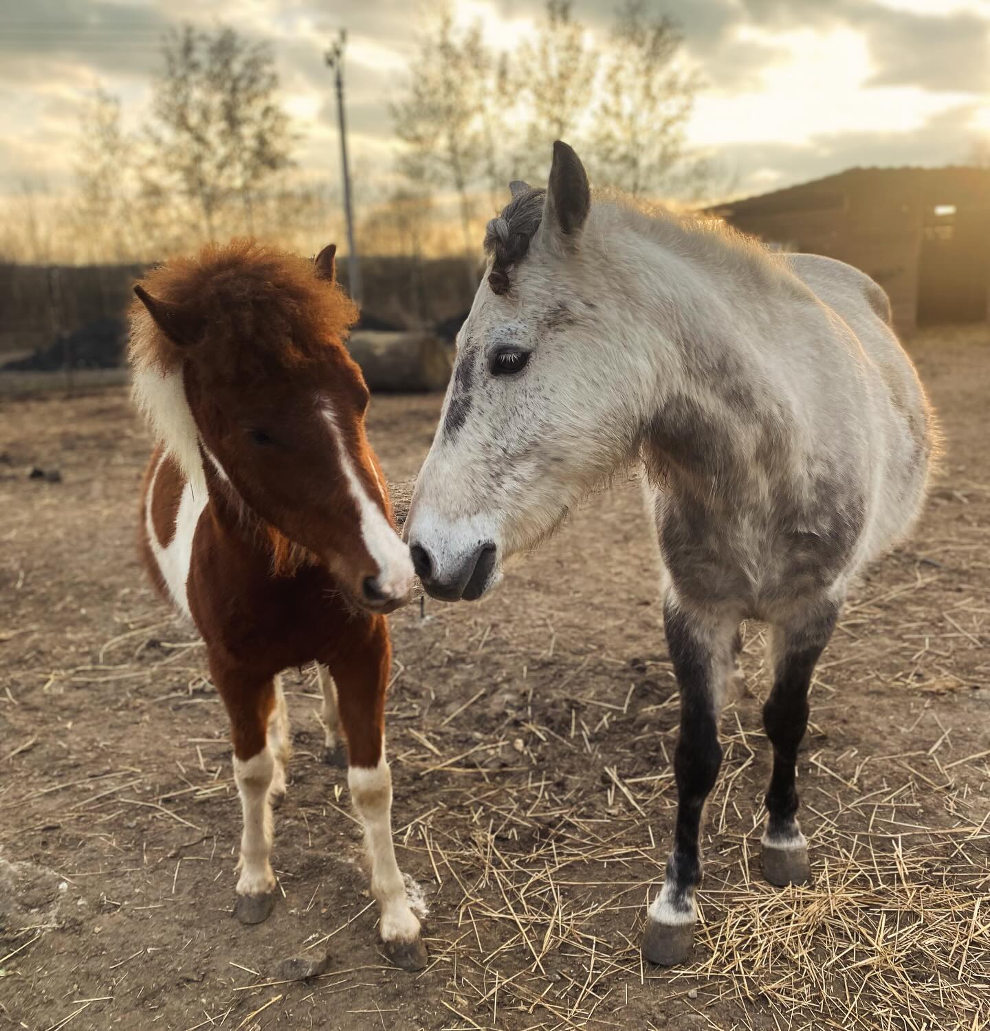 Farmička Chaba z.s. foto 4