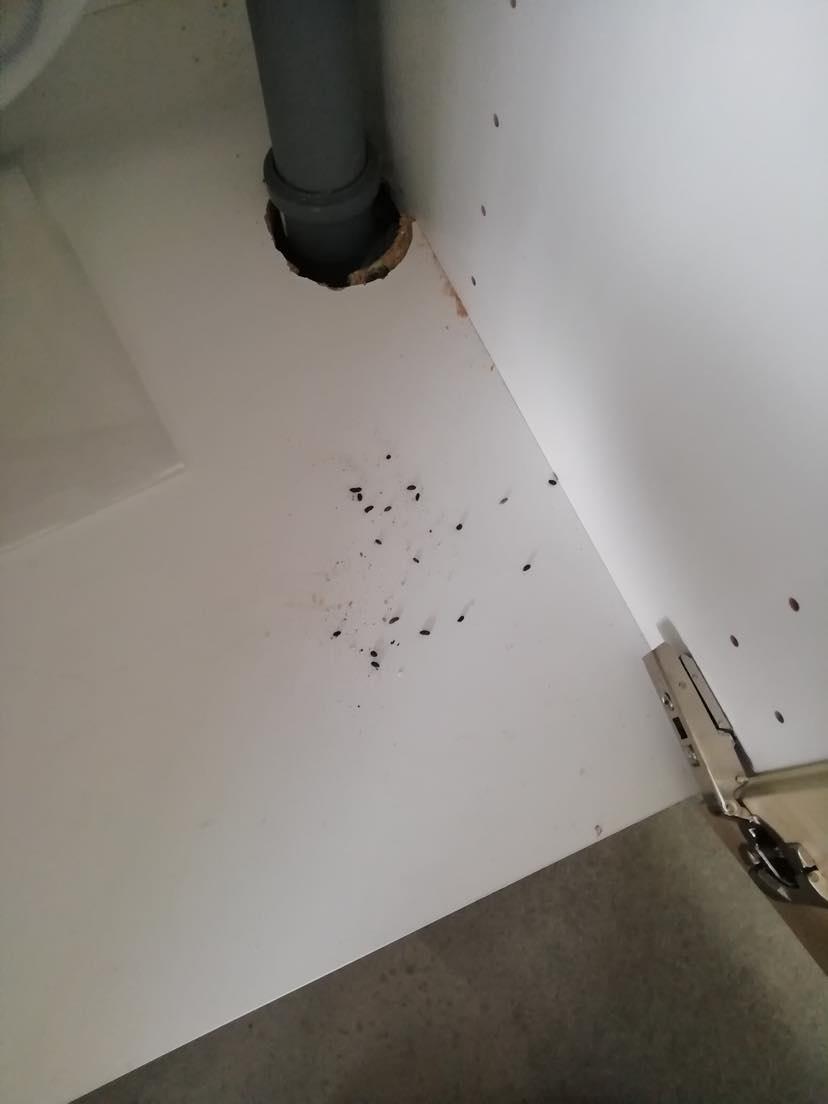 Kostka v poli foto 5