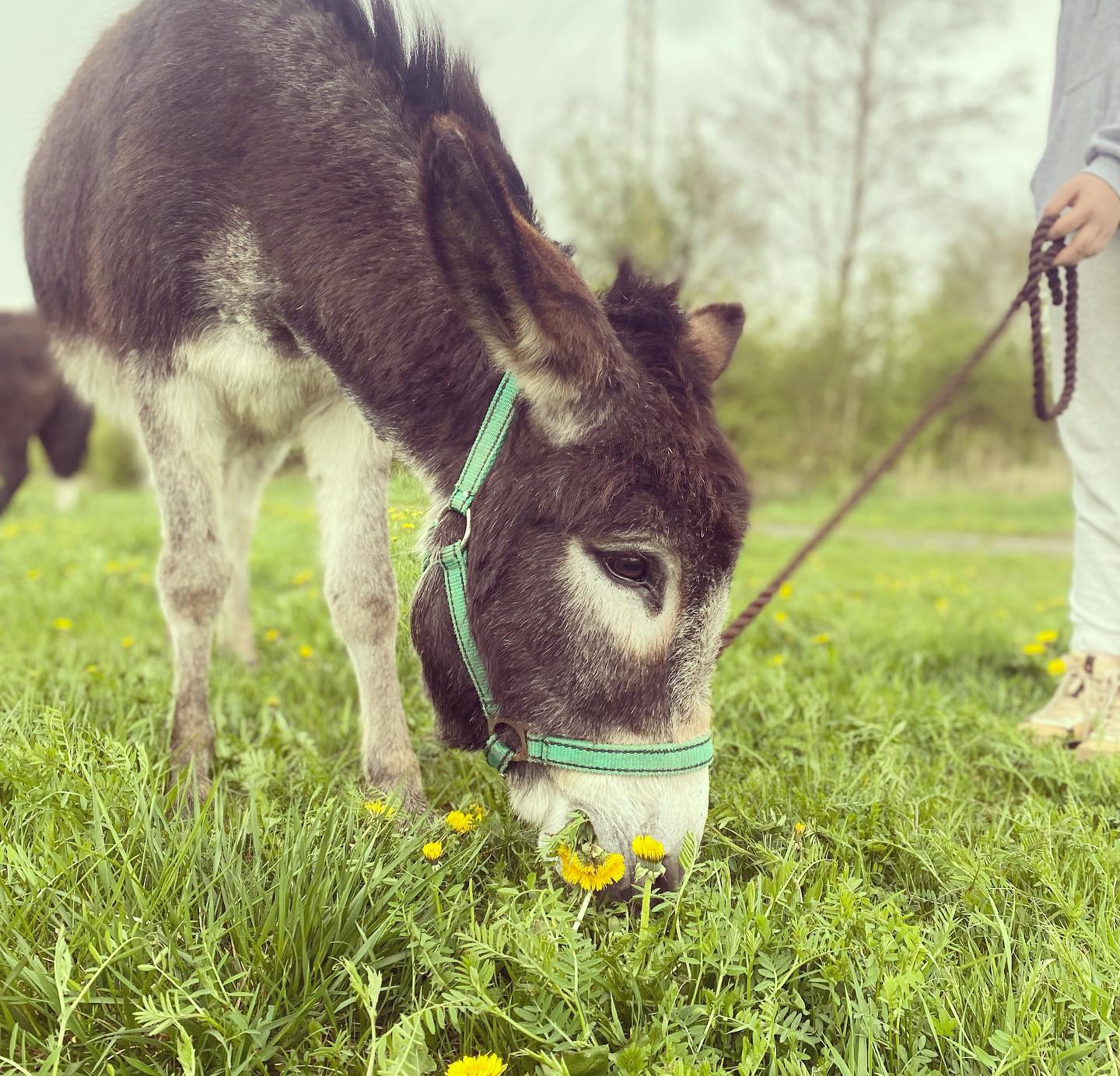 Farmička Chaba z.s. foto 2