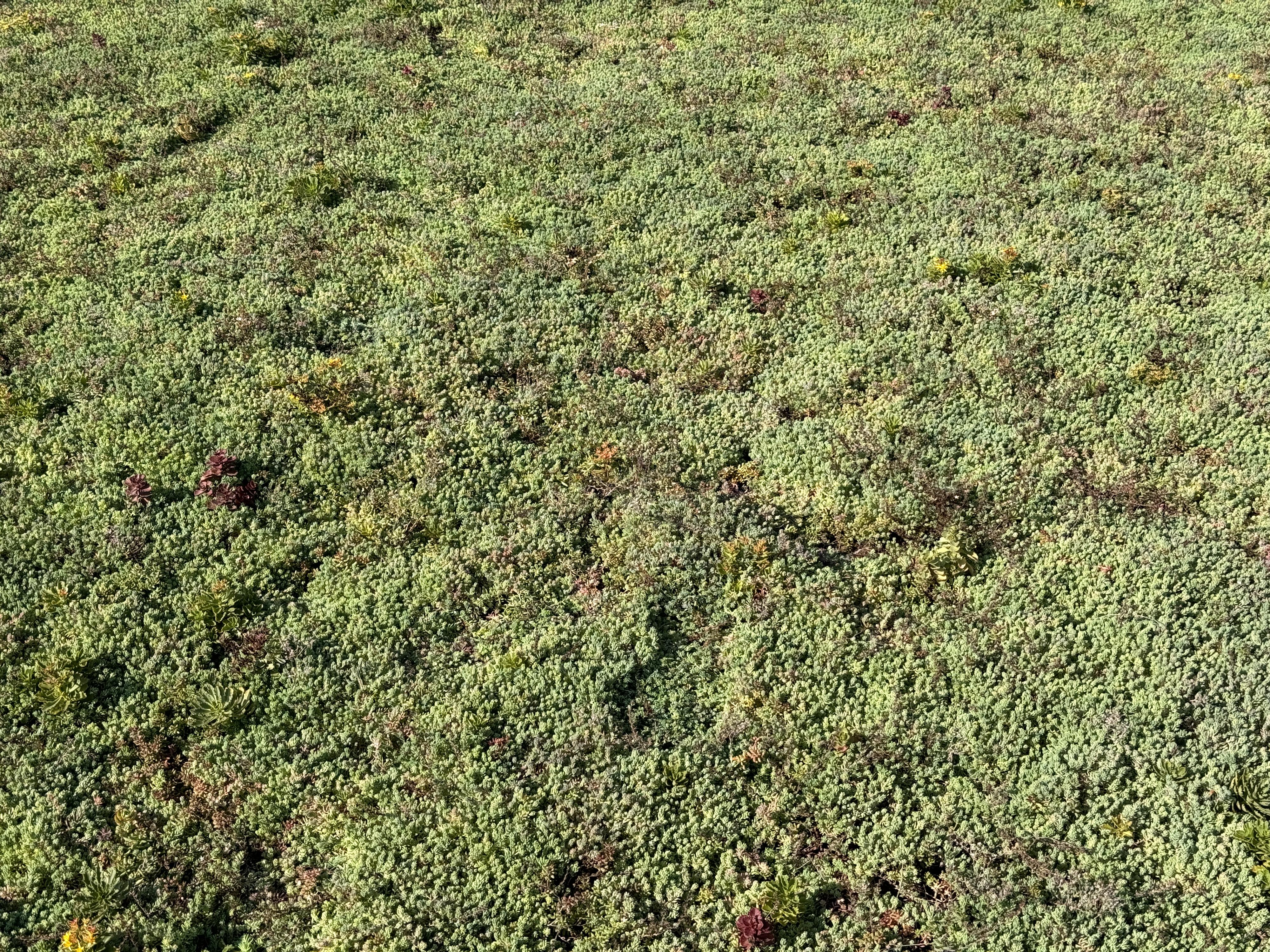 G-ROOF realizace zelených střech foto 3