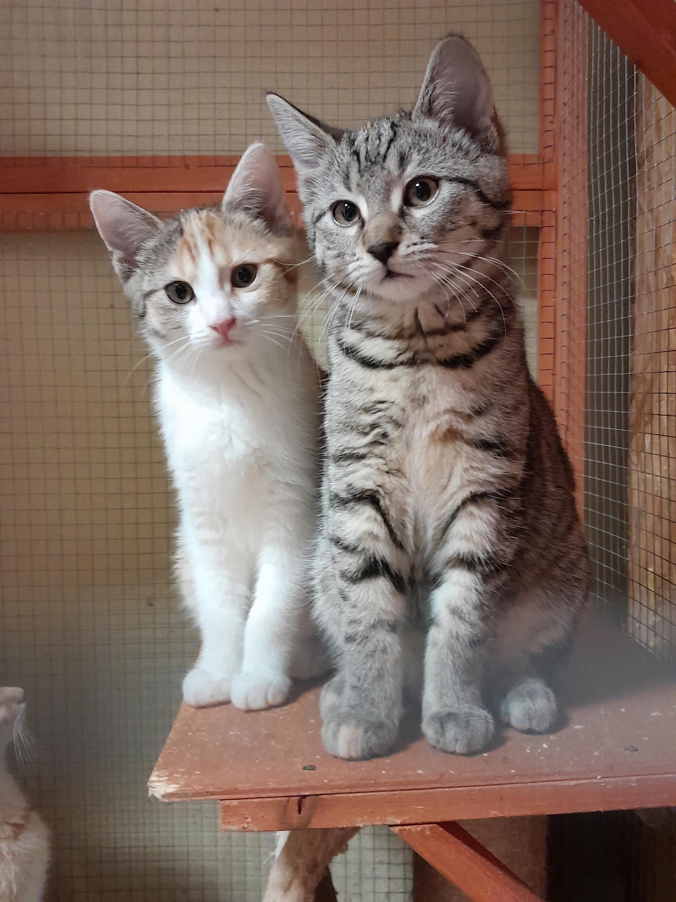 Láskou ke kočkám z.s. foto 2