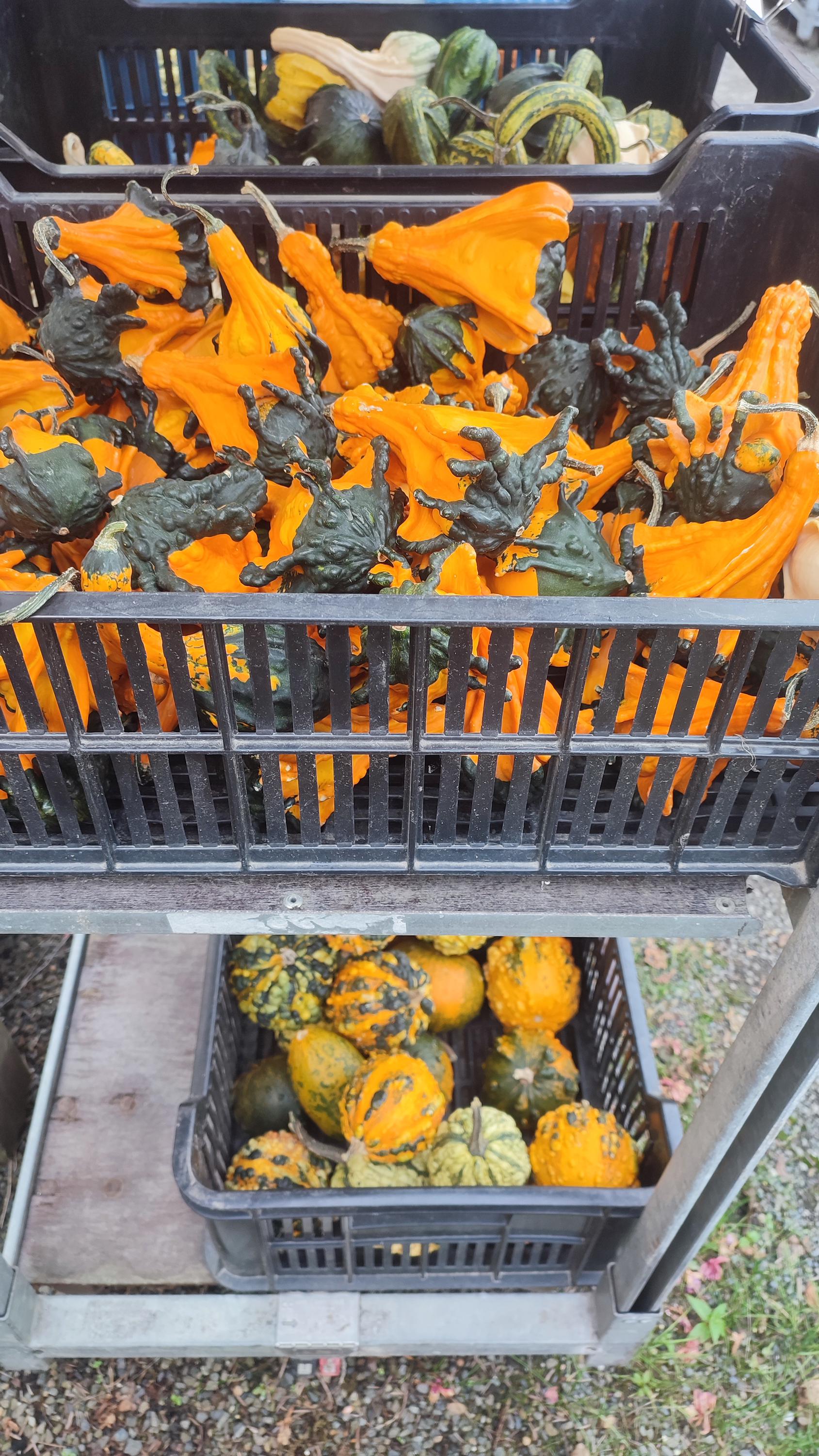 Zahradnictví Mostní foto 4