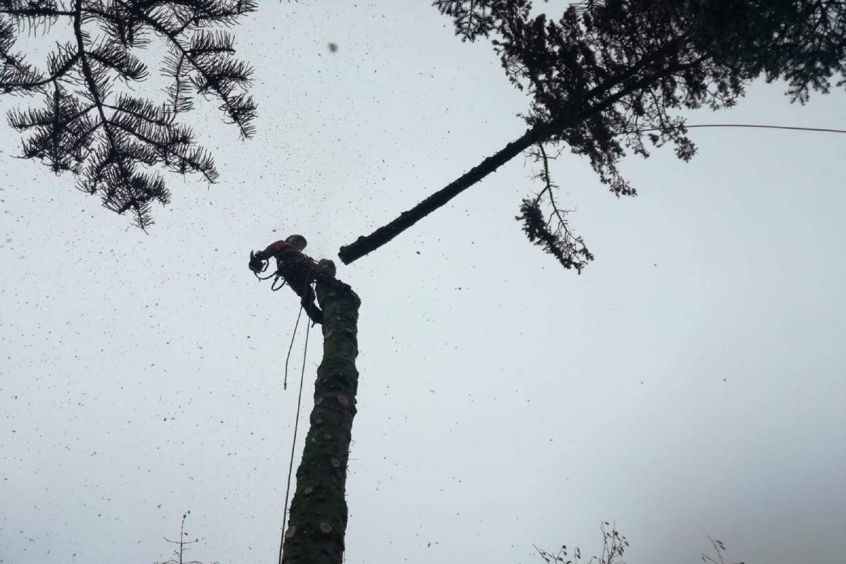 Rizikové kácení Setvín - Rikas.cz